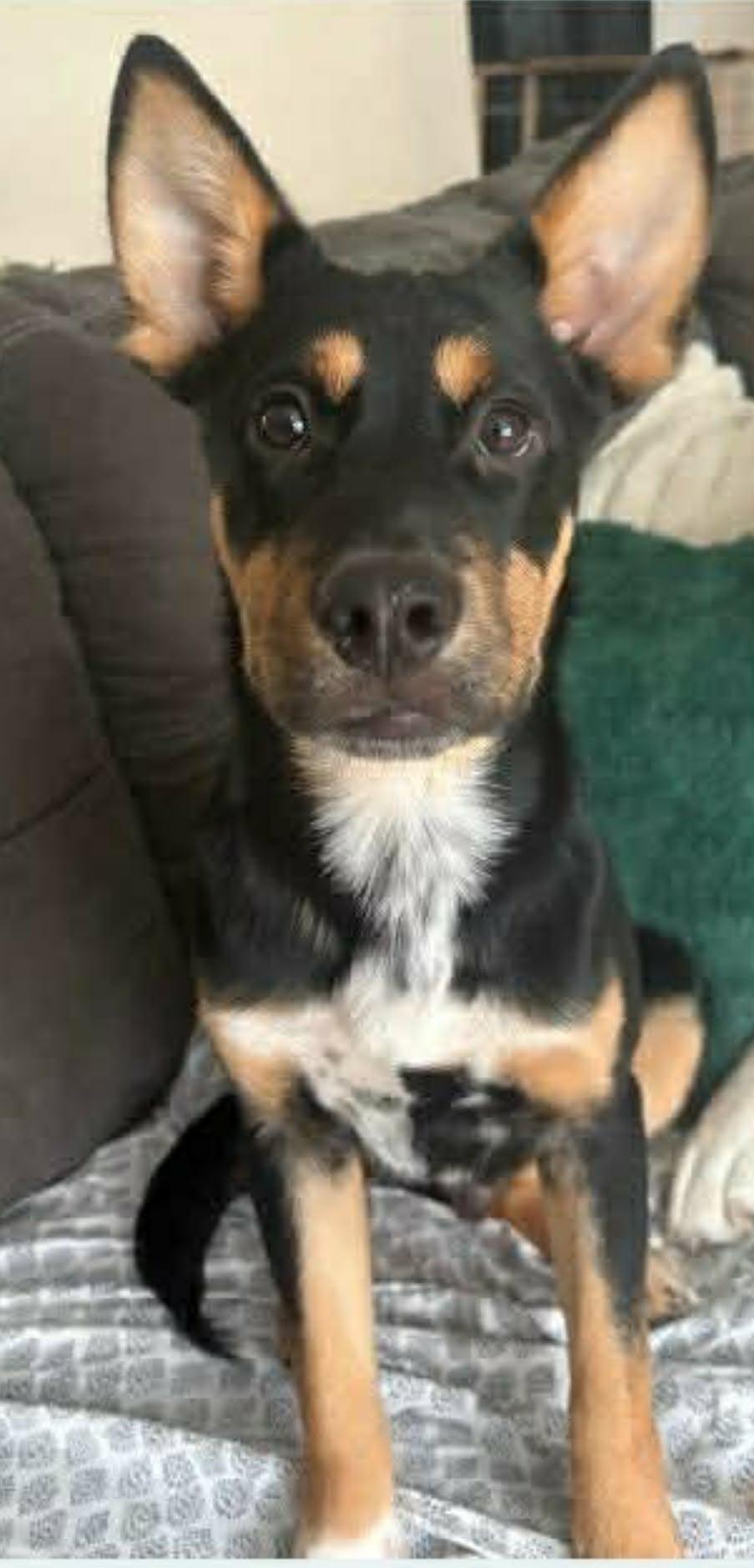 Enlarge Arlo, a Adoptable mixed breed in Paramus, NJ image 2/6