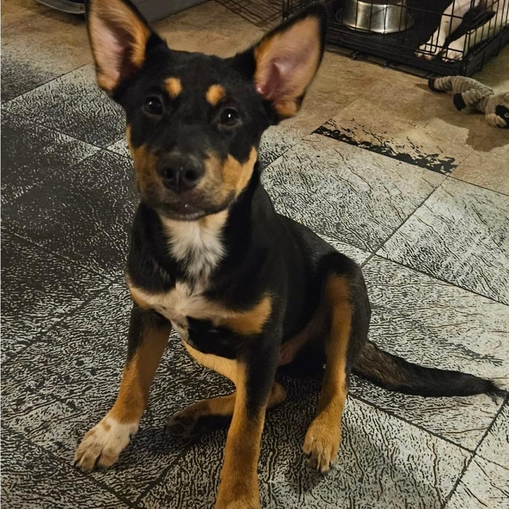 Arlo, Adoptable, Puppy Male Shepherd.