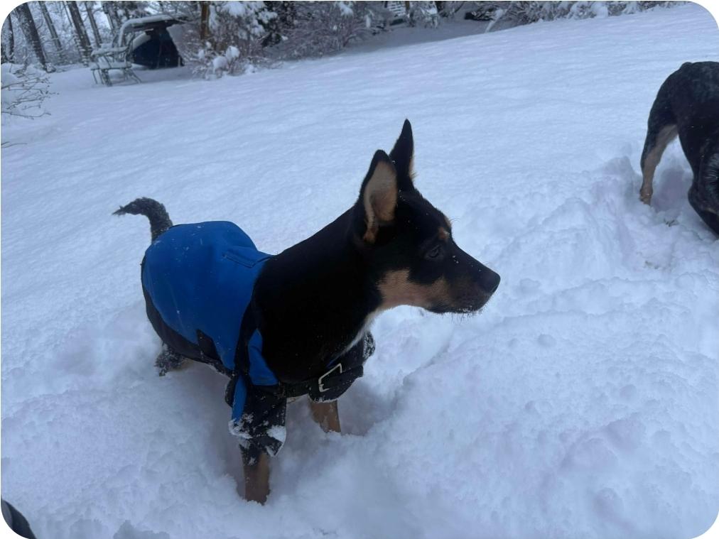 Enlarge Arlo, a Adoptable mixed breed in Paramus, NJ image 6/6