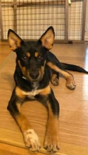 Enlarge Arlo, a Adoptable mixed breed in Paramus, NJ image 5/6