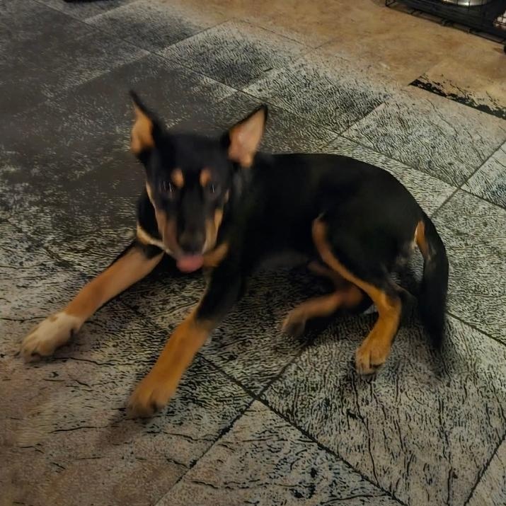 Enlarge Arlo, a Adoptable mixed breed in Paramus, NJ image 3/6