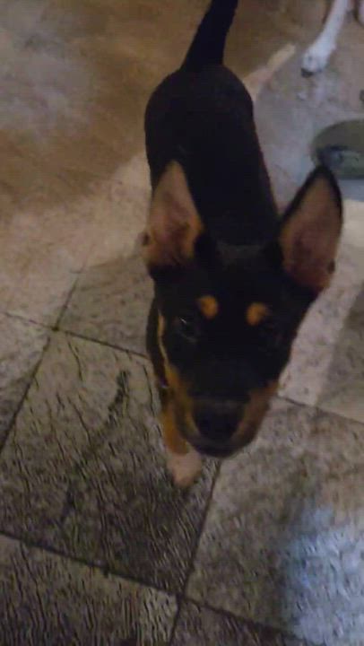 Enlarge Arlo, a Adoptable mixed breed in Paramus, NJ video 4/6