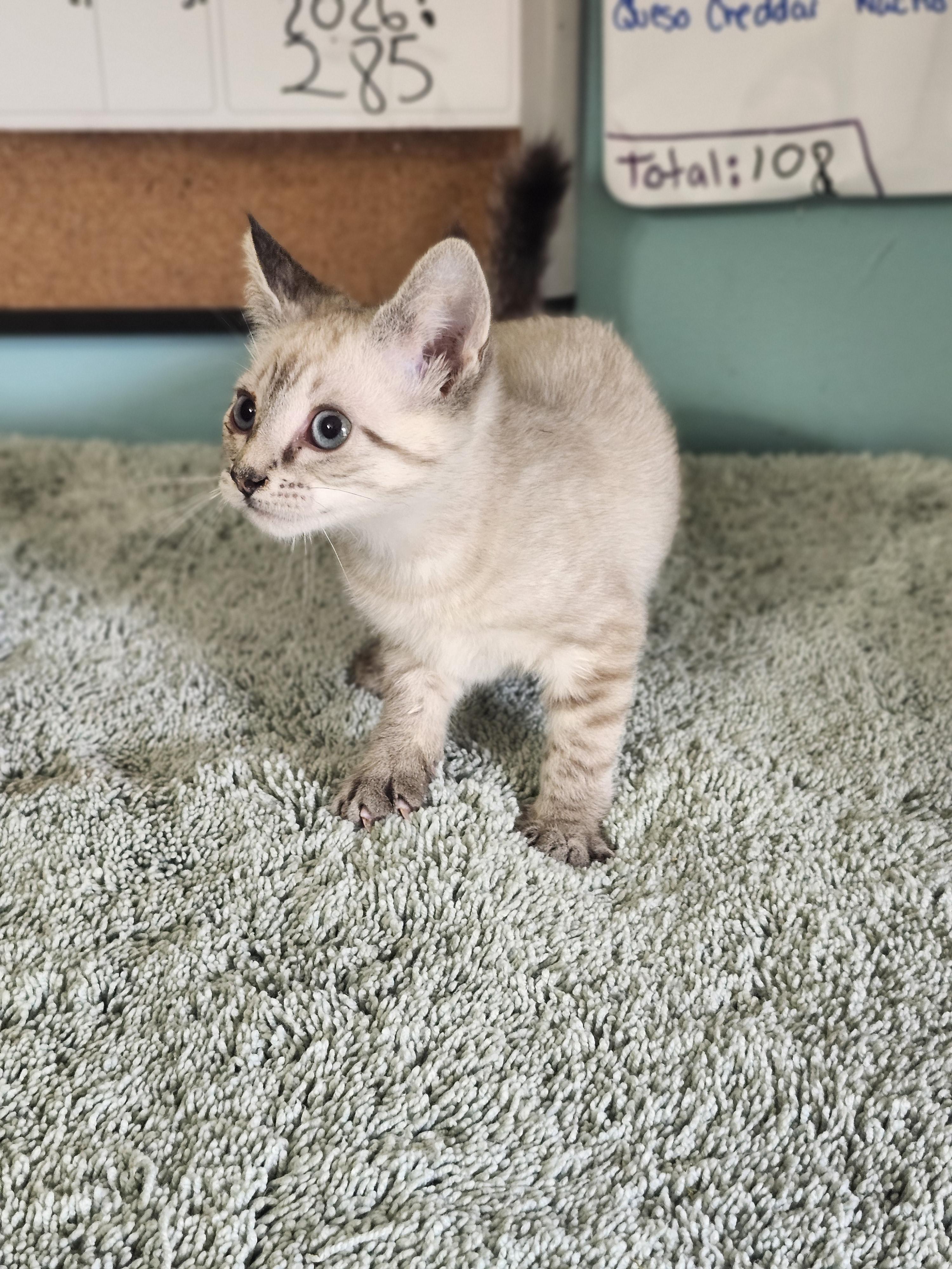 Dublin, an adopted Domestic Short Hair in Cosby, TN image 3/6