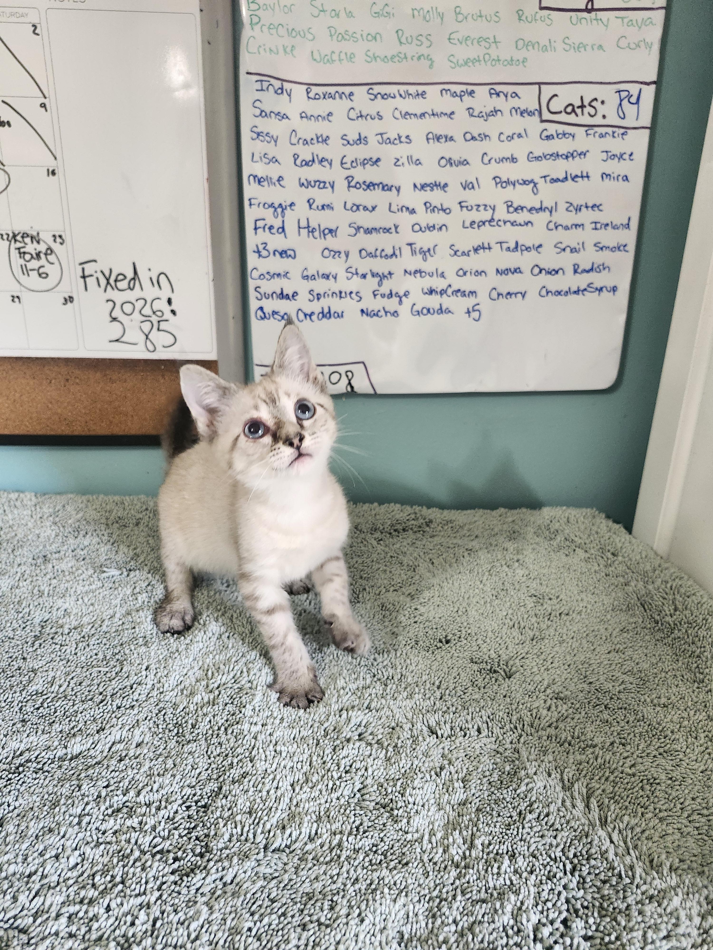 Dublin, an adopted Domestic Short Hair in Cosby, TN image 6/6