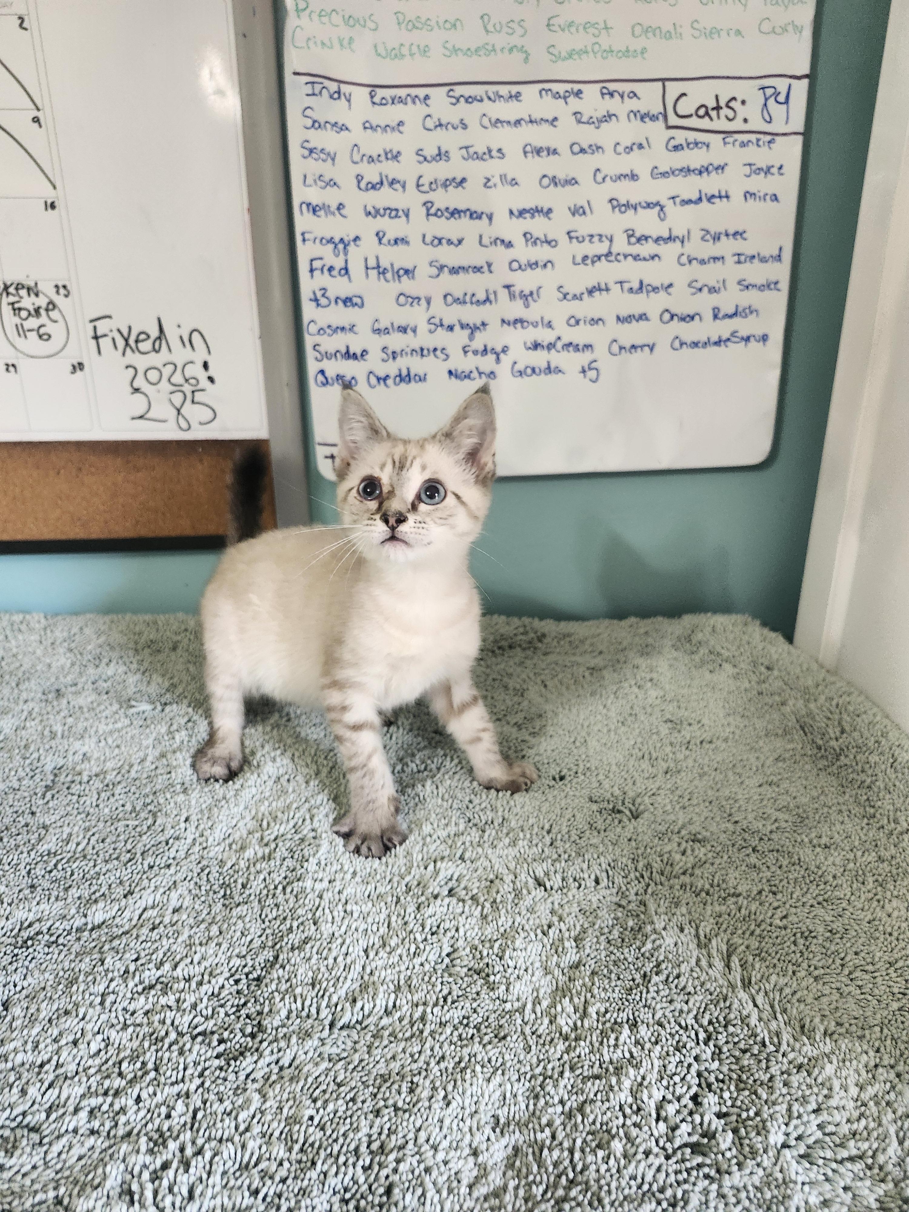 Dublin, an adopted Domestic Short Hair in Cosby, TN image 5/6