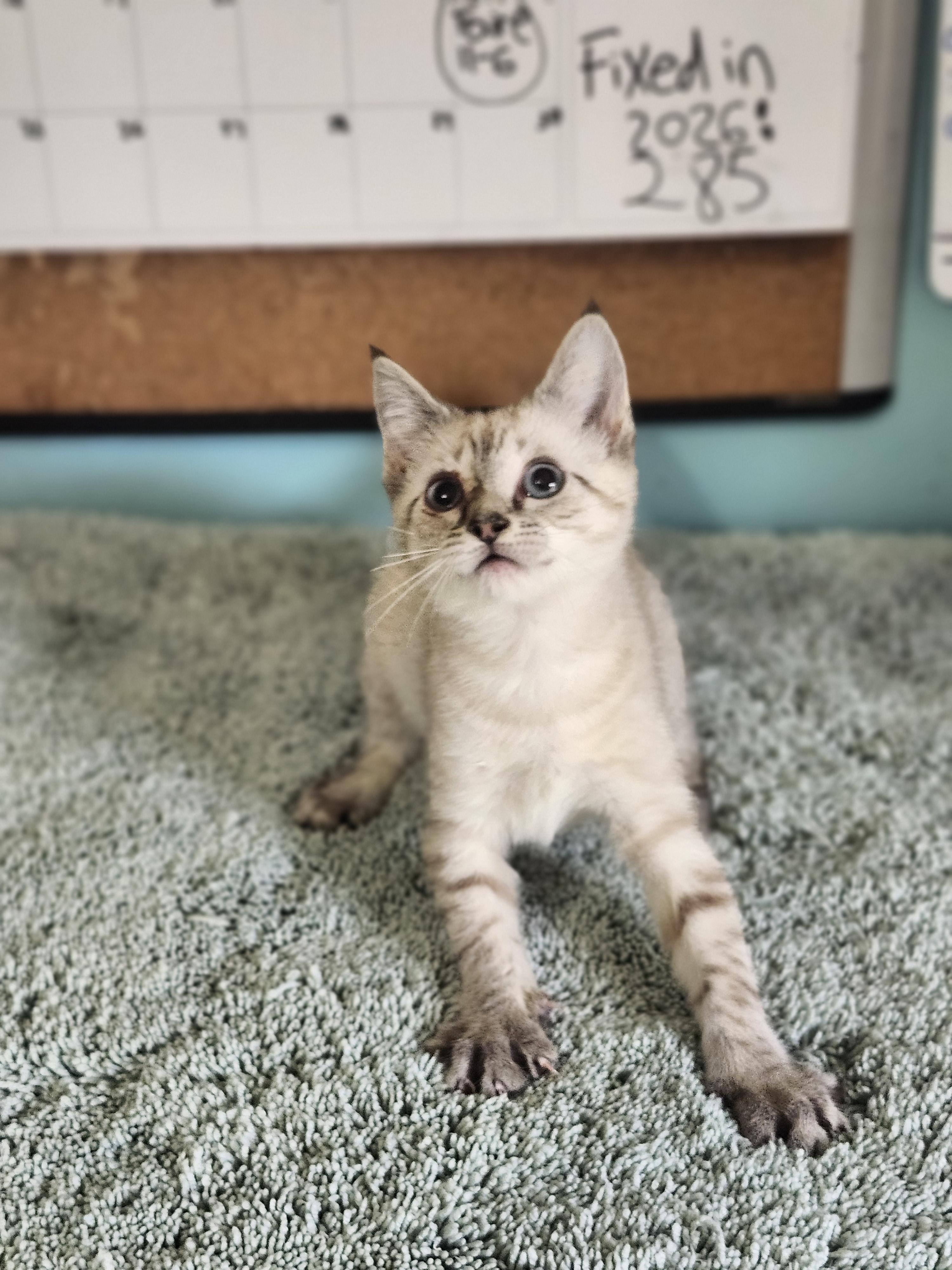 Dublin, an adopted Domestic Short Hair in Cosby, TN image 1/6