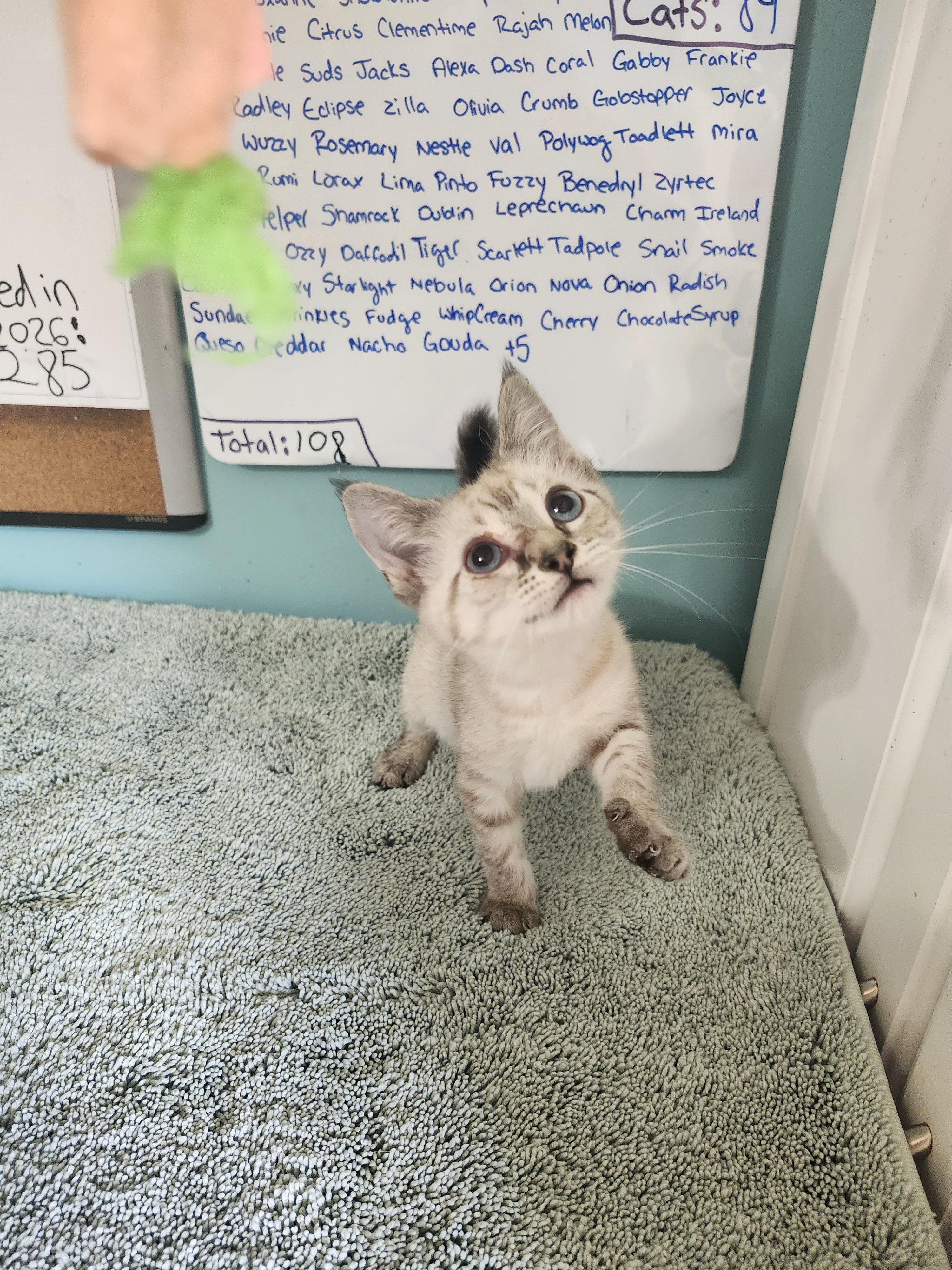 Dublin, an adopted Domestic Short Hair in Cosby, TN image 4/6