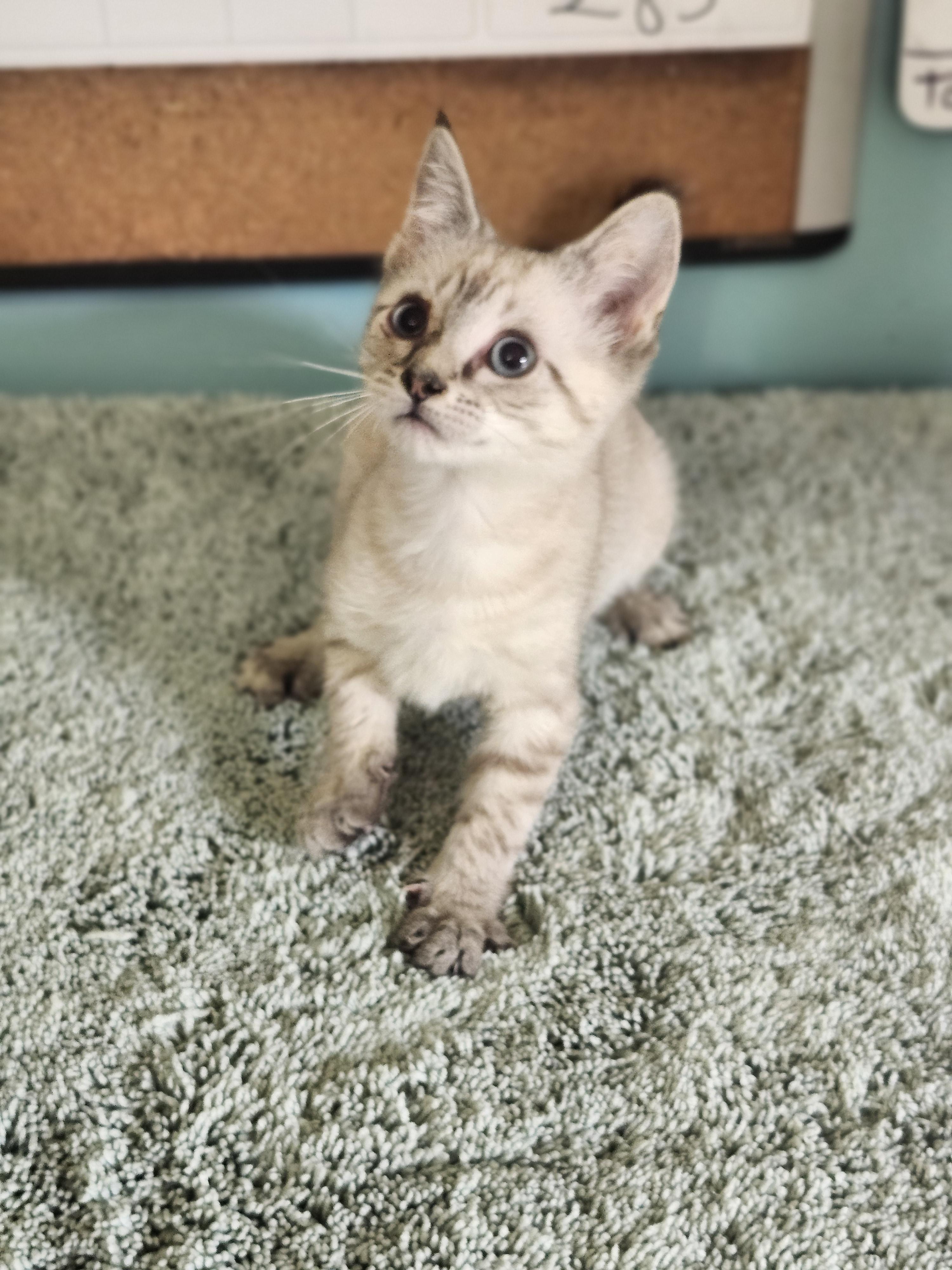 Dublin, an adopted Domestic Short Hair in Cosby, TN image 2/6