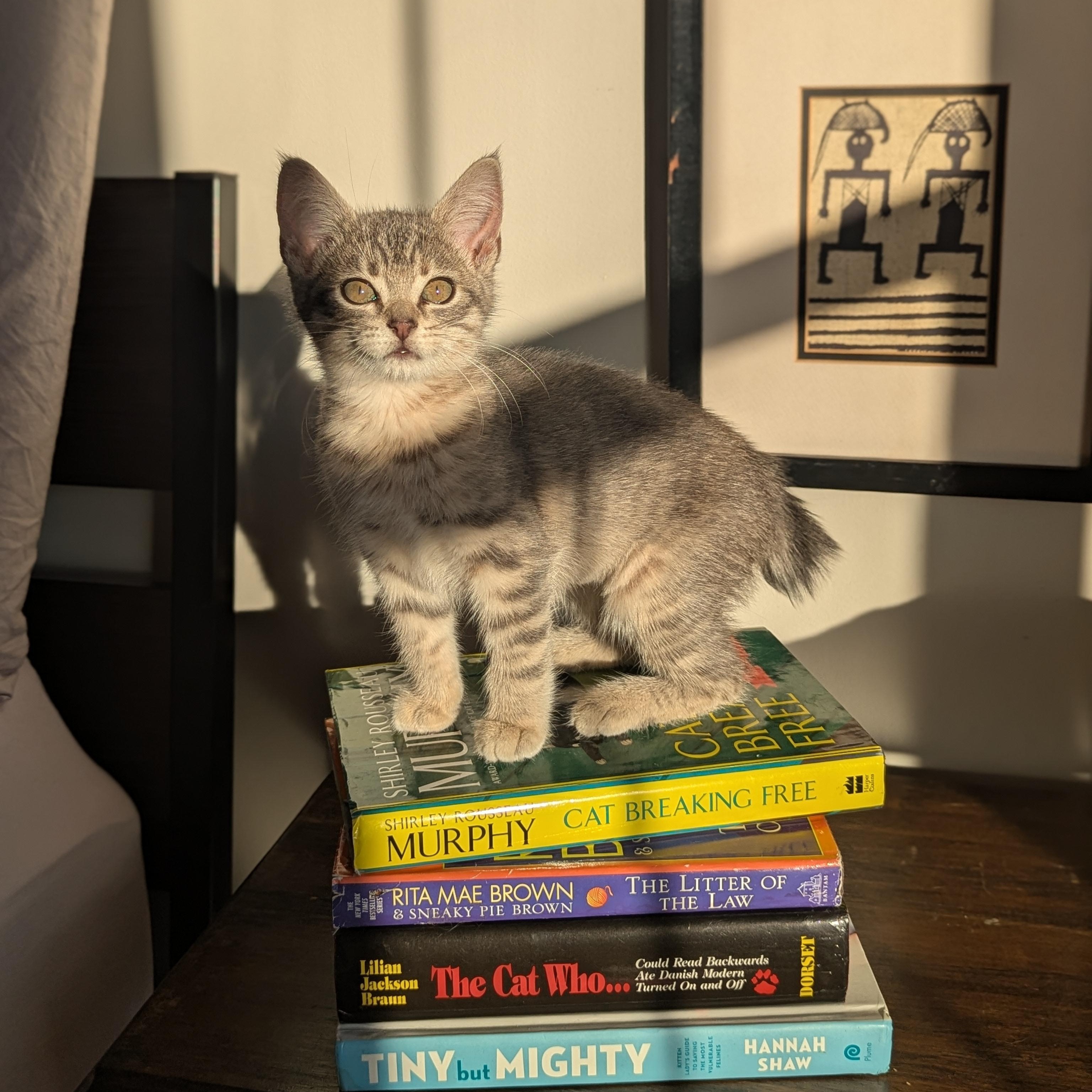 Enlarge Yeretzi (Bonded with Felipe), an adopted Domestic Short Hair in Atlanta, GA image 2/6