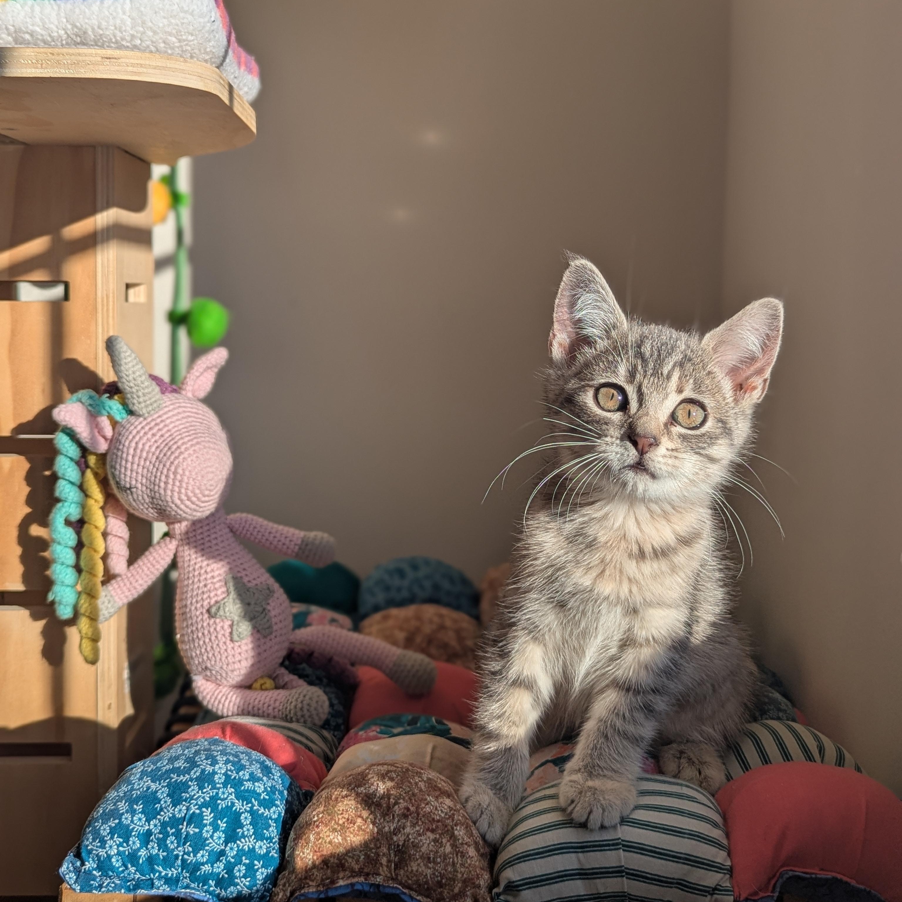 Enlarge Yeretzi (Bonded with Felipe), an adopted Domestic Short Hair in Atlanta, GA image 1/6