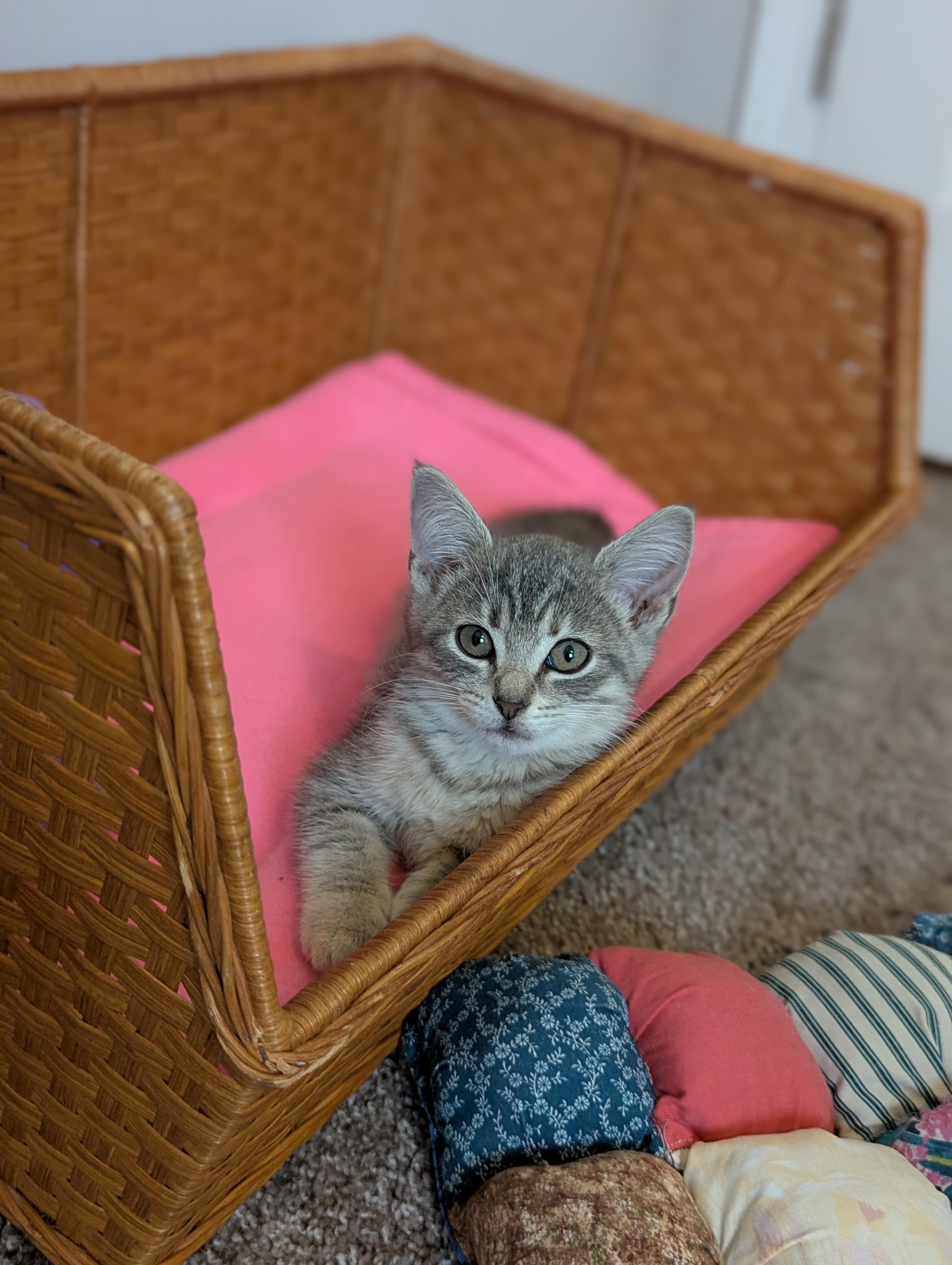 Enlarge Yeretzi (Bonded with Felipe), an adopted Domestic Short Hair in Atlanta, GA image 4/6