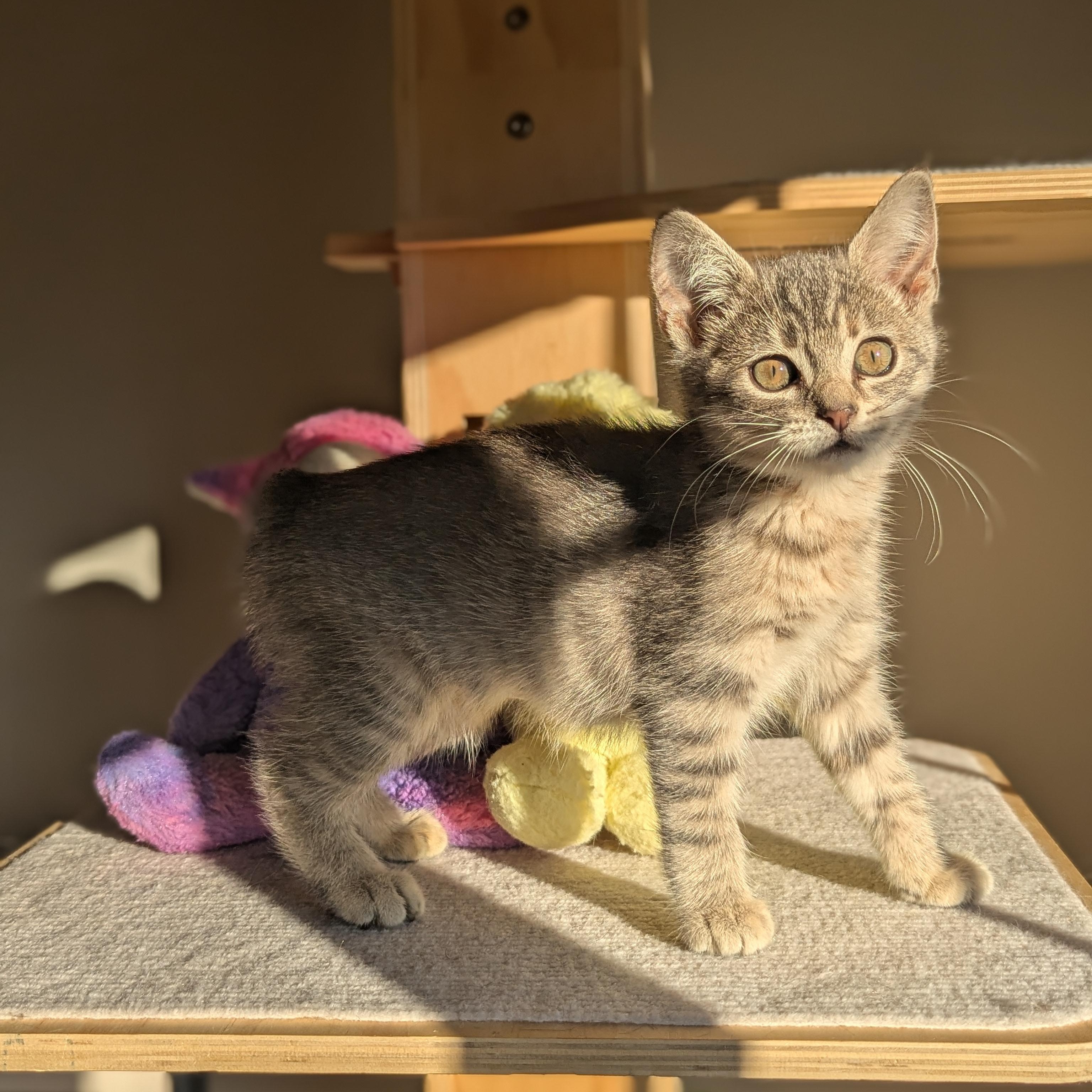 Enlarge Yeretzi (Bonded with Felipe), an adopted Domestic Short Hair in Atlanta, GA image 5/6