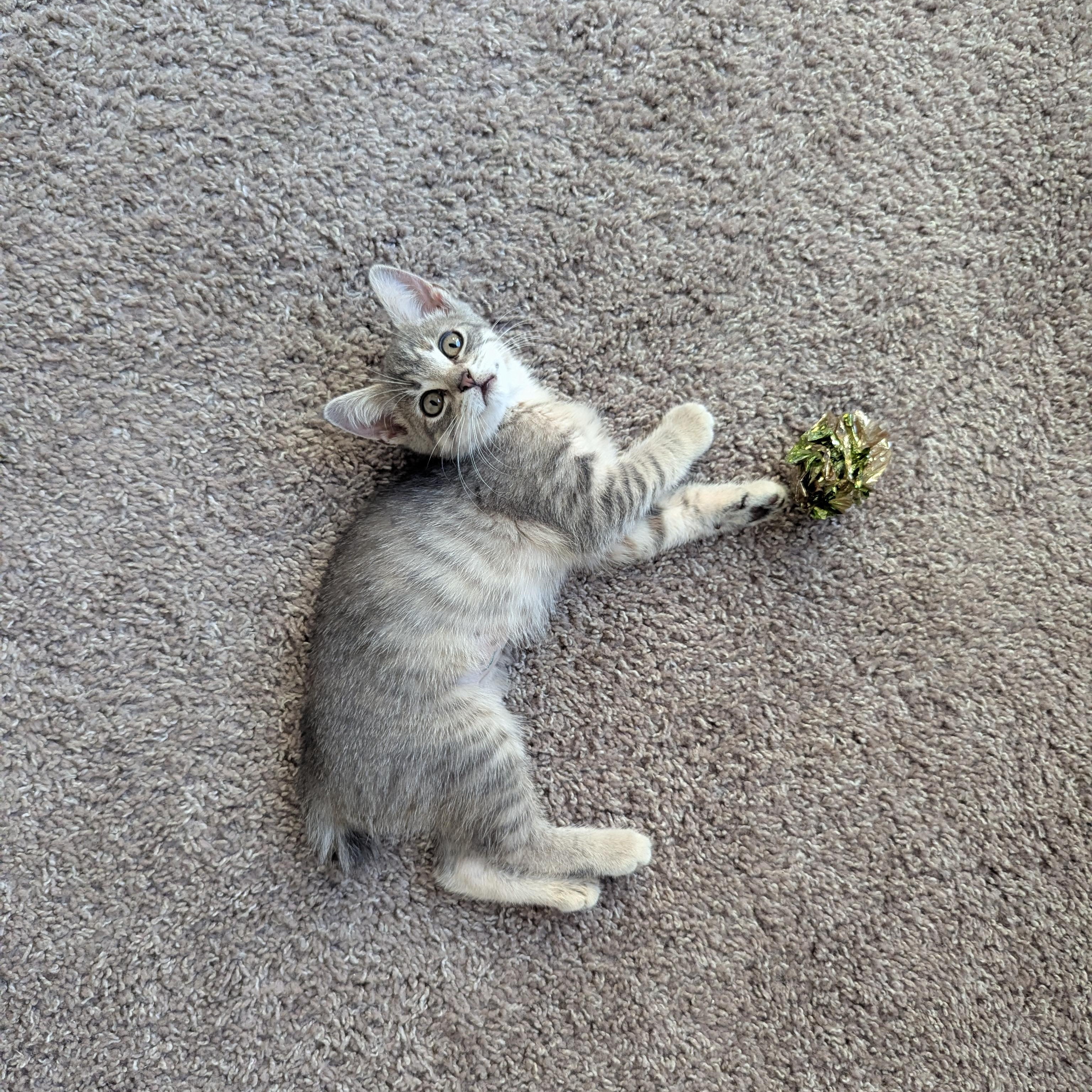 Enlarge Yeretzi (Bonded with Felipe), an adopted Domestic Short Hair in Atlanta, GA image 6/6