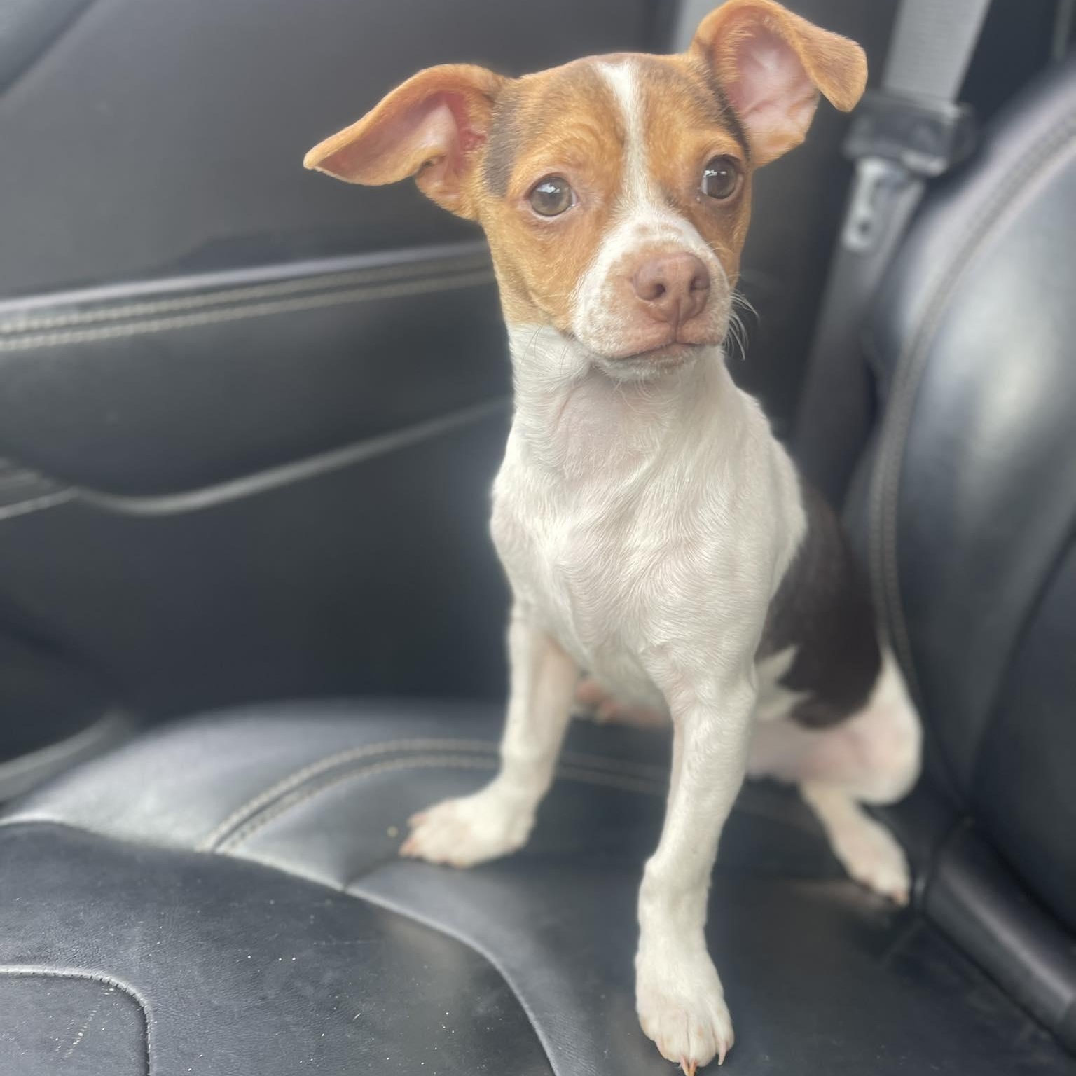 Enlarge GIGI 5 months tiny 6 pounder, an adopted Chihuahua in san diego, CA image 4/4