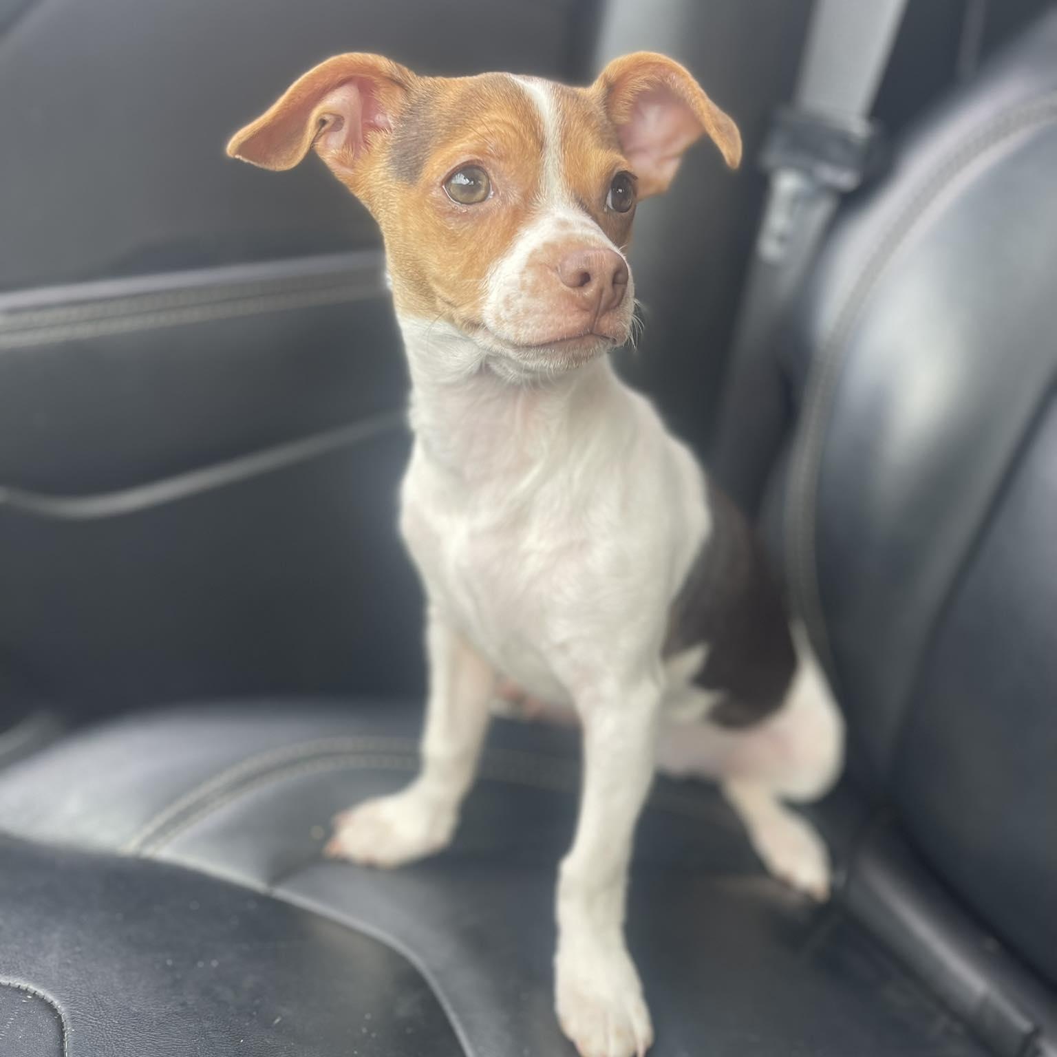 Enlarge GIGI 5 months tiny 6 pounder, an adopted Chihuahua in san diego, CA image 3/4