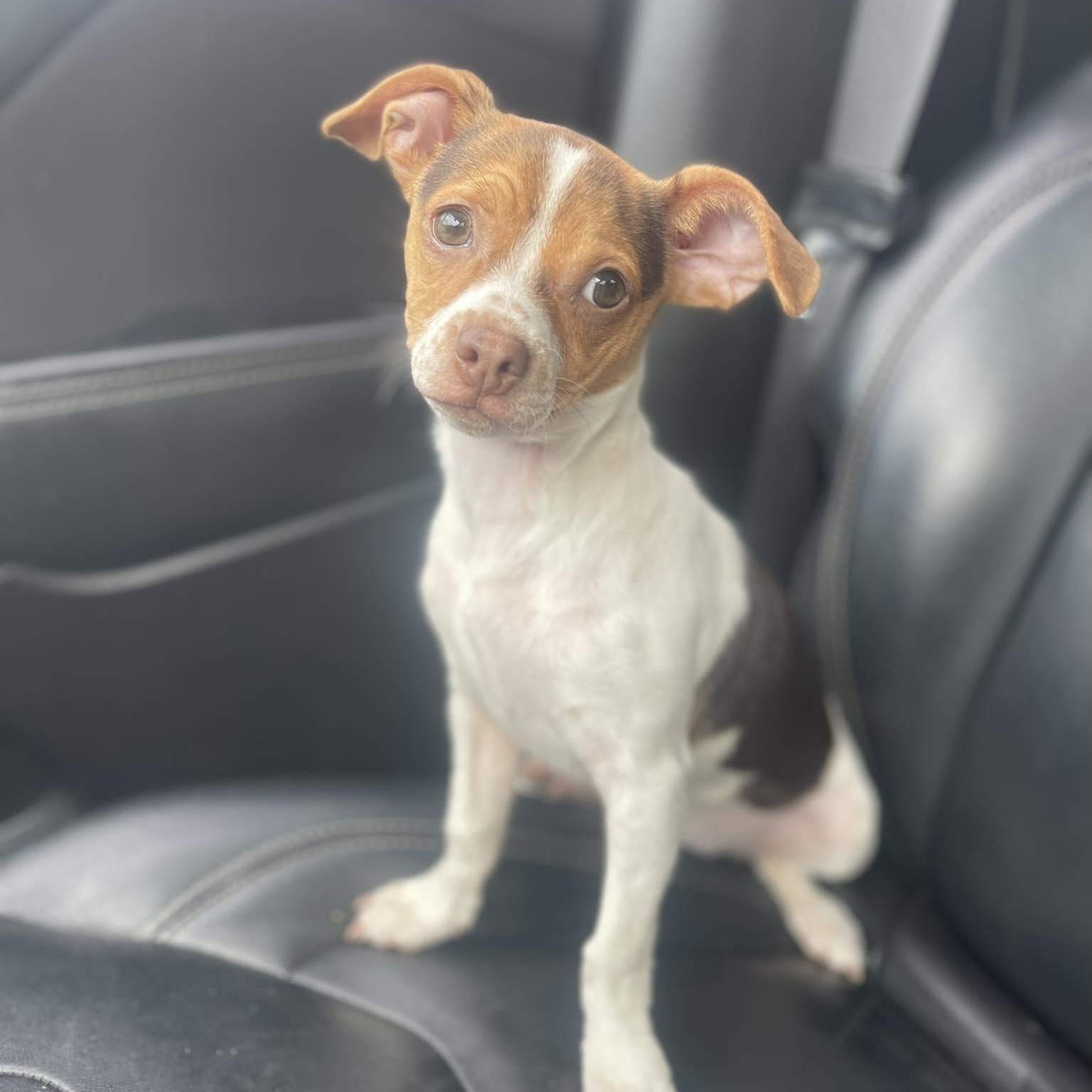 Enlarge GIGI 5 months tiny 6 pounder, an adopted Chihuahua in san diego, CA image 2/4