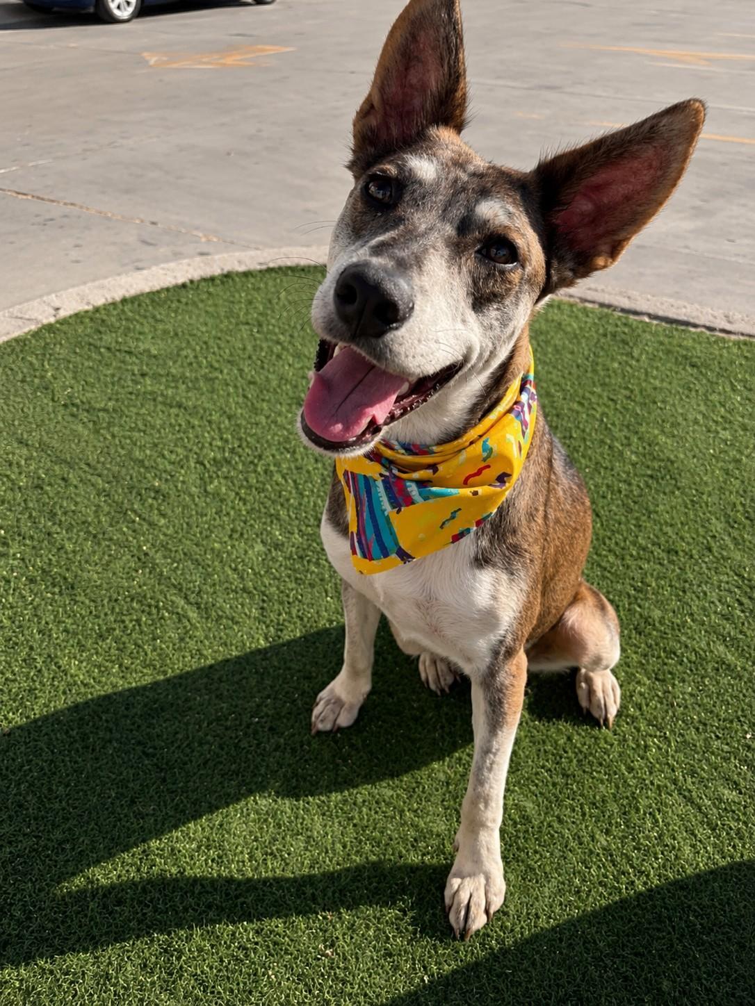 Jojo, ADOPTABLE, Young Male Shepherd.