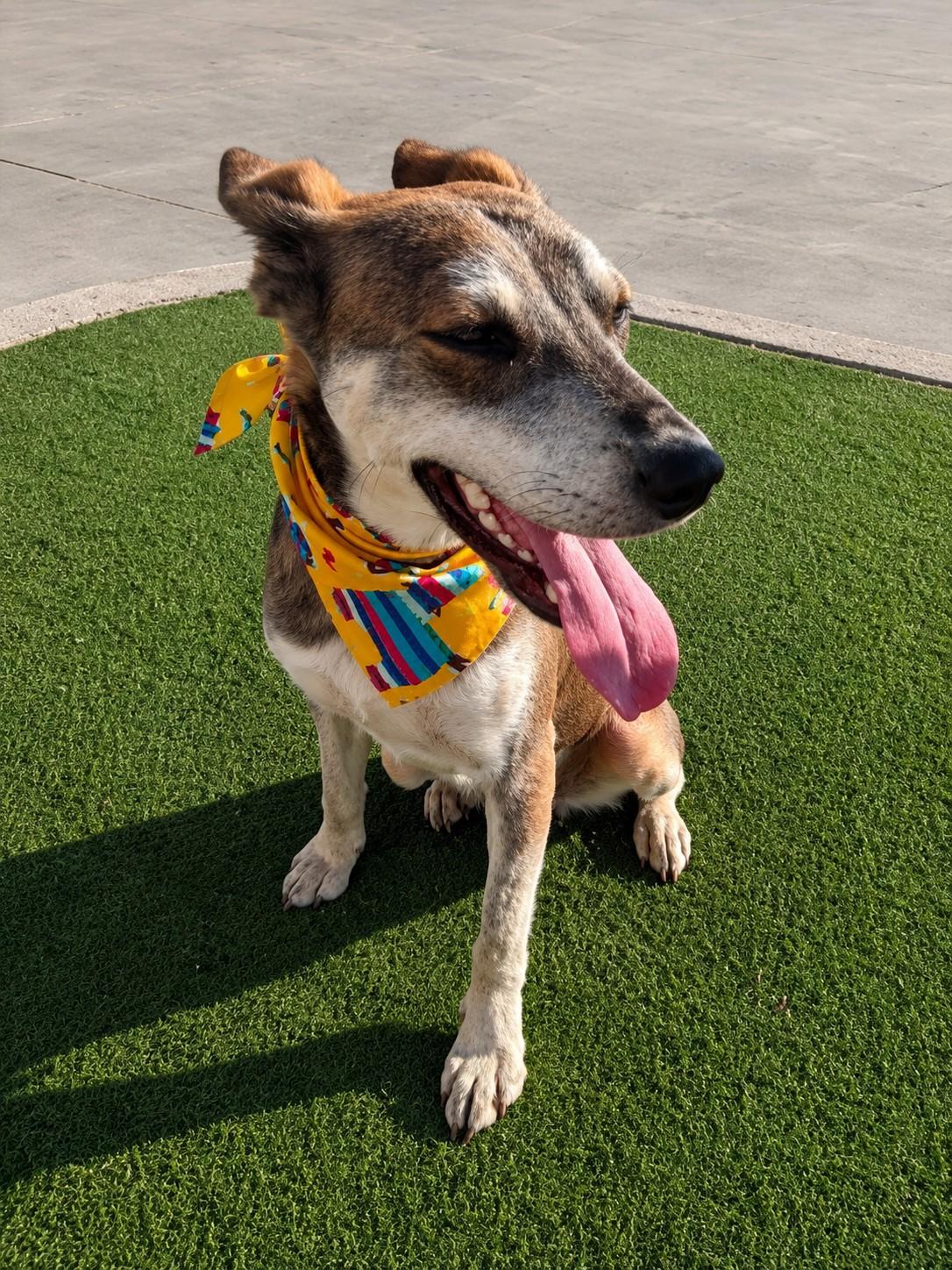Jojo, a ADOPTABLE mixed breed in Poway, CA image 5/5