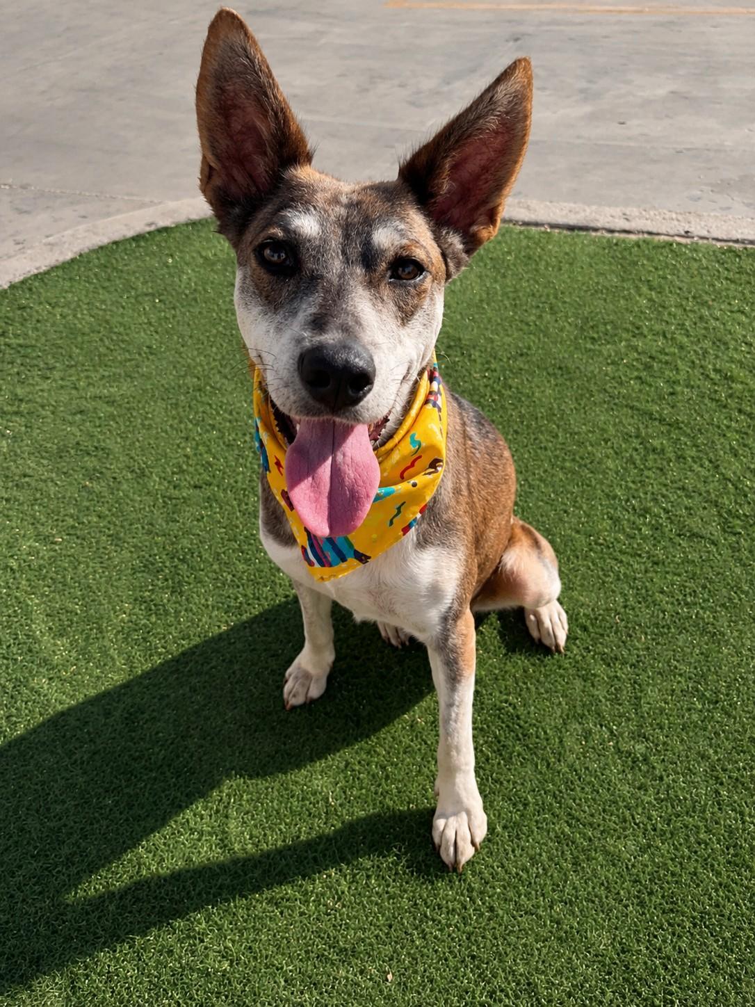 Jojo, a ADOPTABLE mixed breed in Poway, CA image 2/5