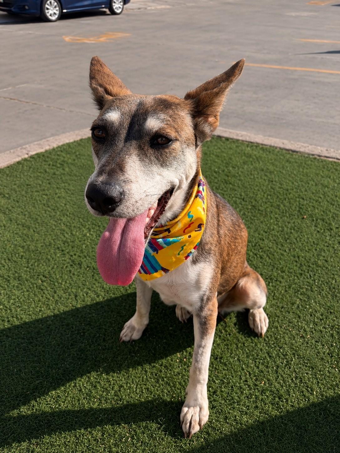 Jojo, a ADOPTABLE mixed breed in Poway, CA image 4/5