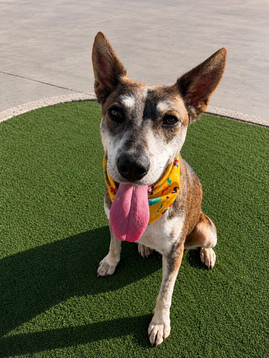Jojo, a ADOPTABLE mixed breed in Poway, CA image 3/5