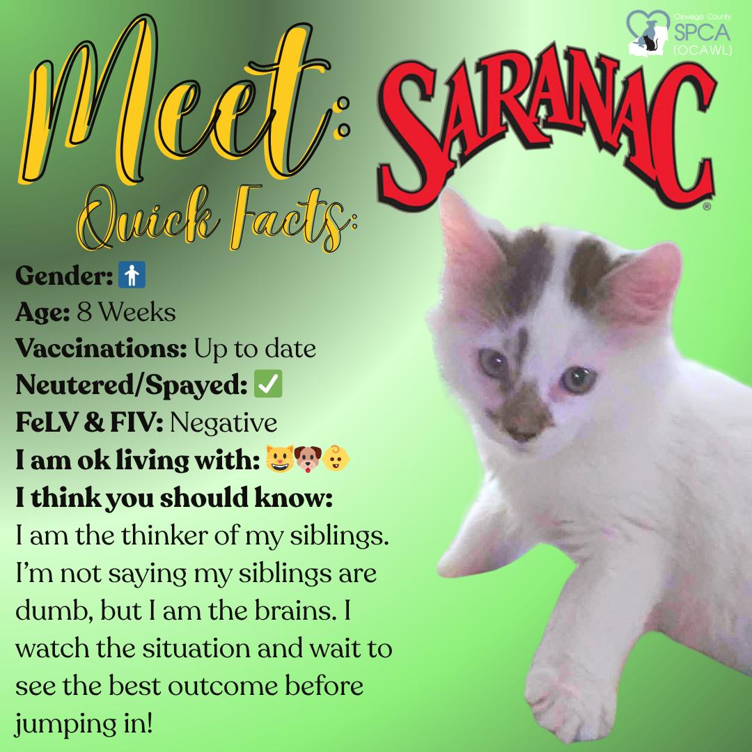 Enlarge Saranac, an adopted Domestic Short Hair in Fulton, NY image 1/4