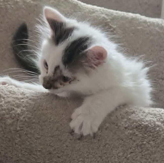 Enlarge Saranac, an adopted Domestic Short Hair in Fulton, NY image 2/4