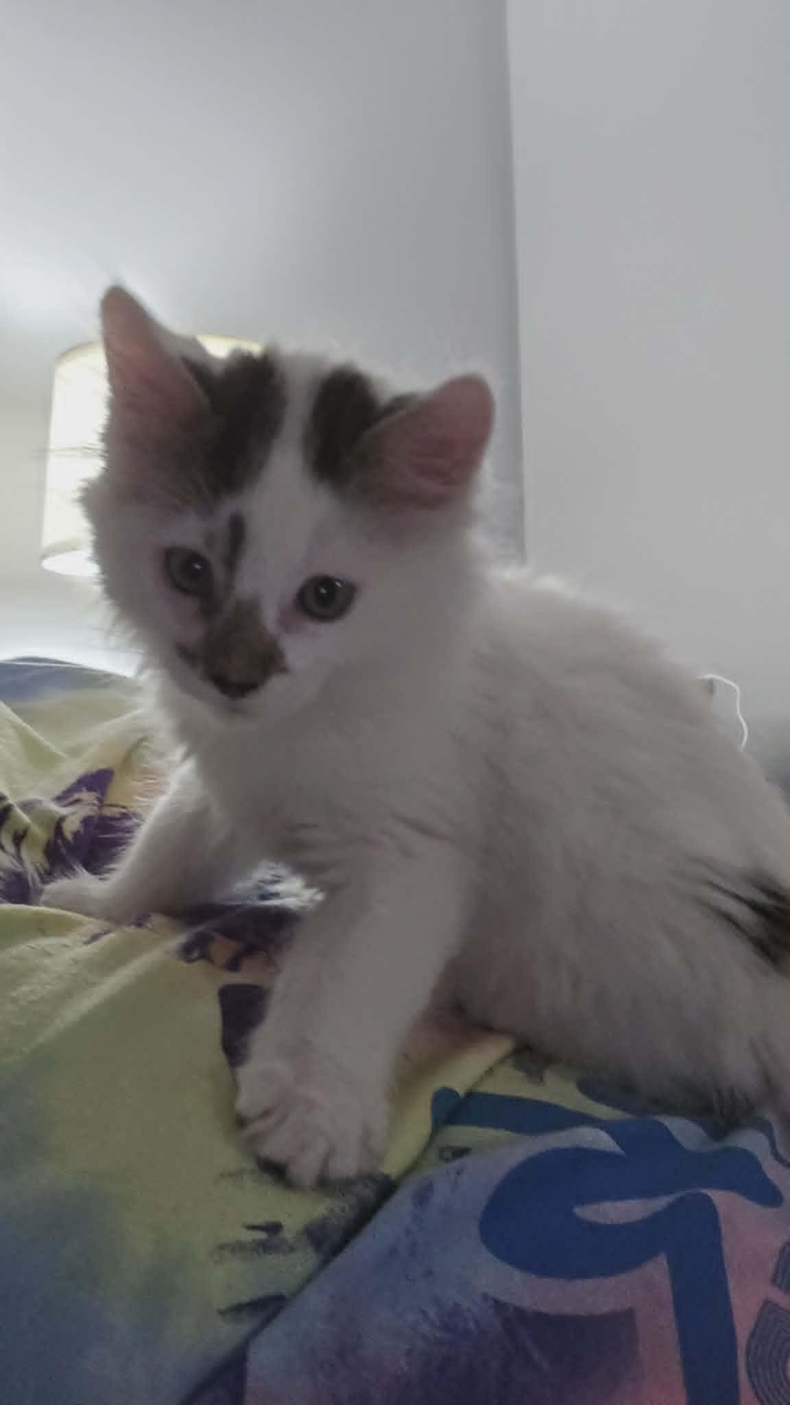 Enlarge Saranac, an adopted Domestic Short Hair in Fulton, NY image 4/4