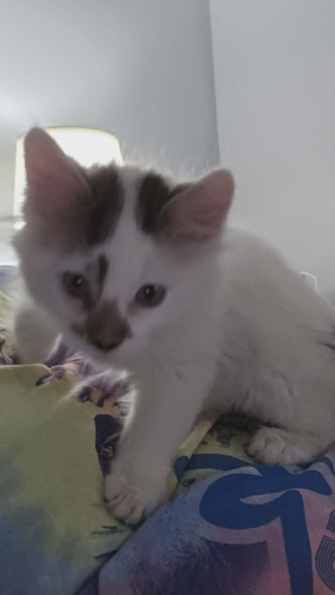 Enlarge Saranac, an adopted Domestic Short Hair in Fulton, NY image 3/4