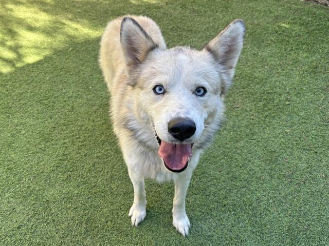 Enlarge CHOCOLATE, a Adoptable Siberian Husky in Ojai, CA image 1/1