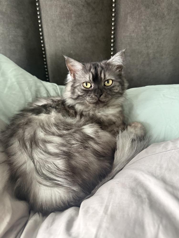 Gyoza, Adoptable, Adult Male Persian.