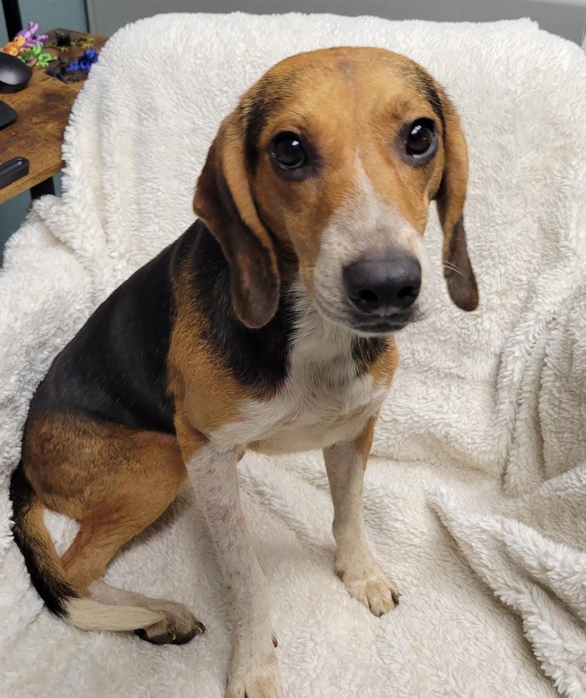 Enlarge Sequoia, an adopted Beagle in Lisbon, OH image 1/1