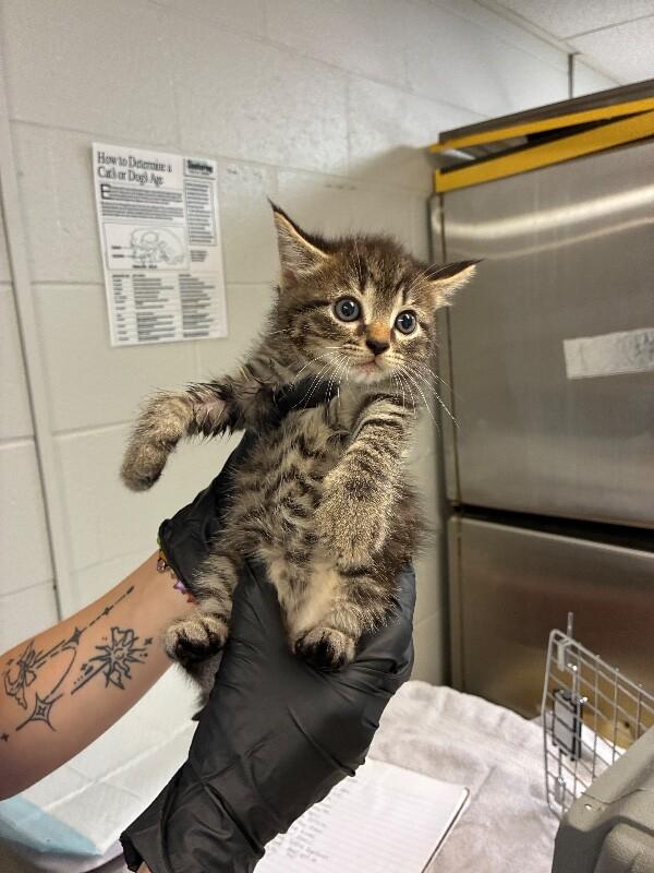 Cider, Adoptable, Young Male Domestic Short Hair.