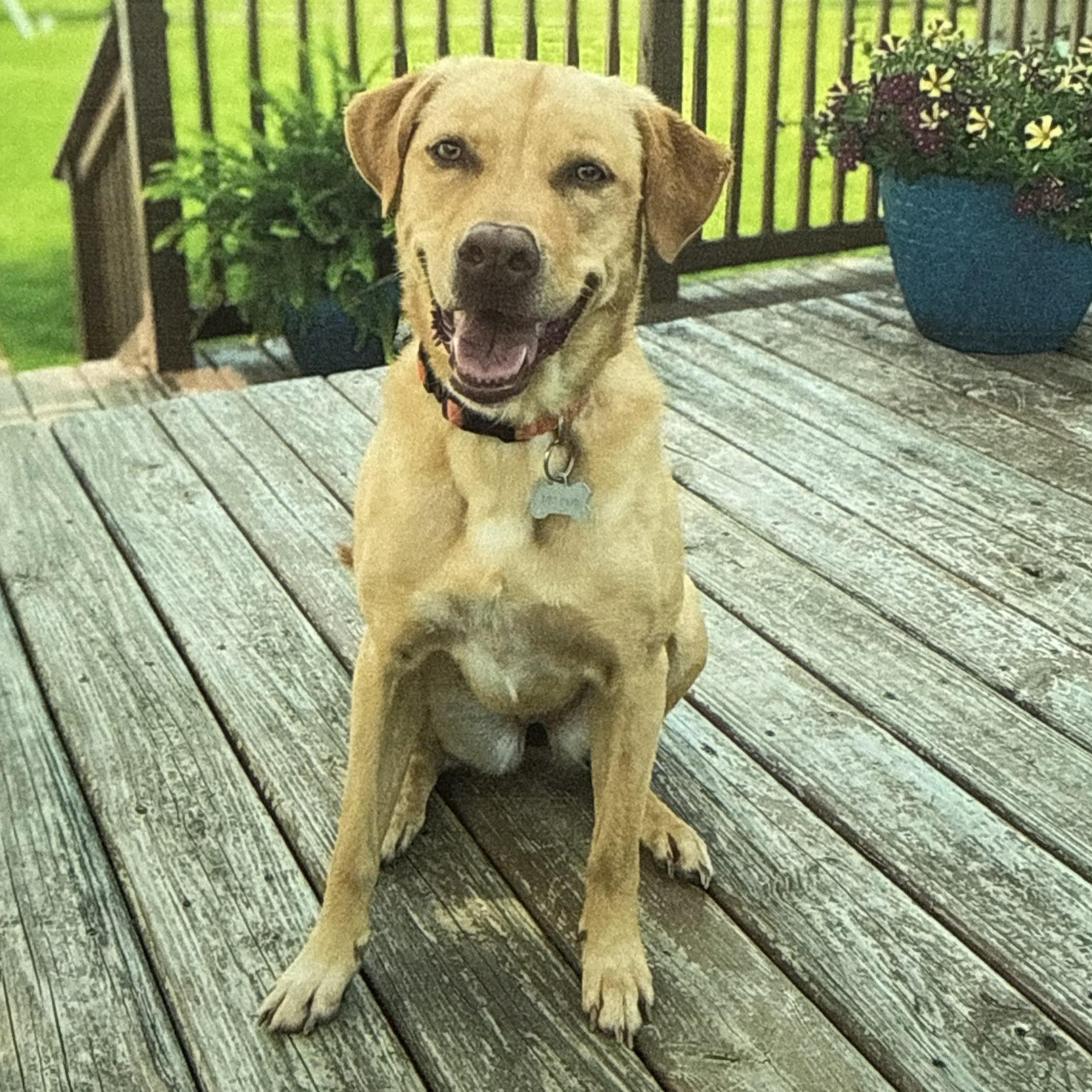 Enlarge JOLENE, an adopted mixed breed in Benton Harbor, MI image 1/1