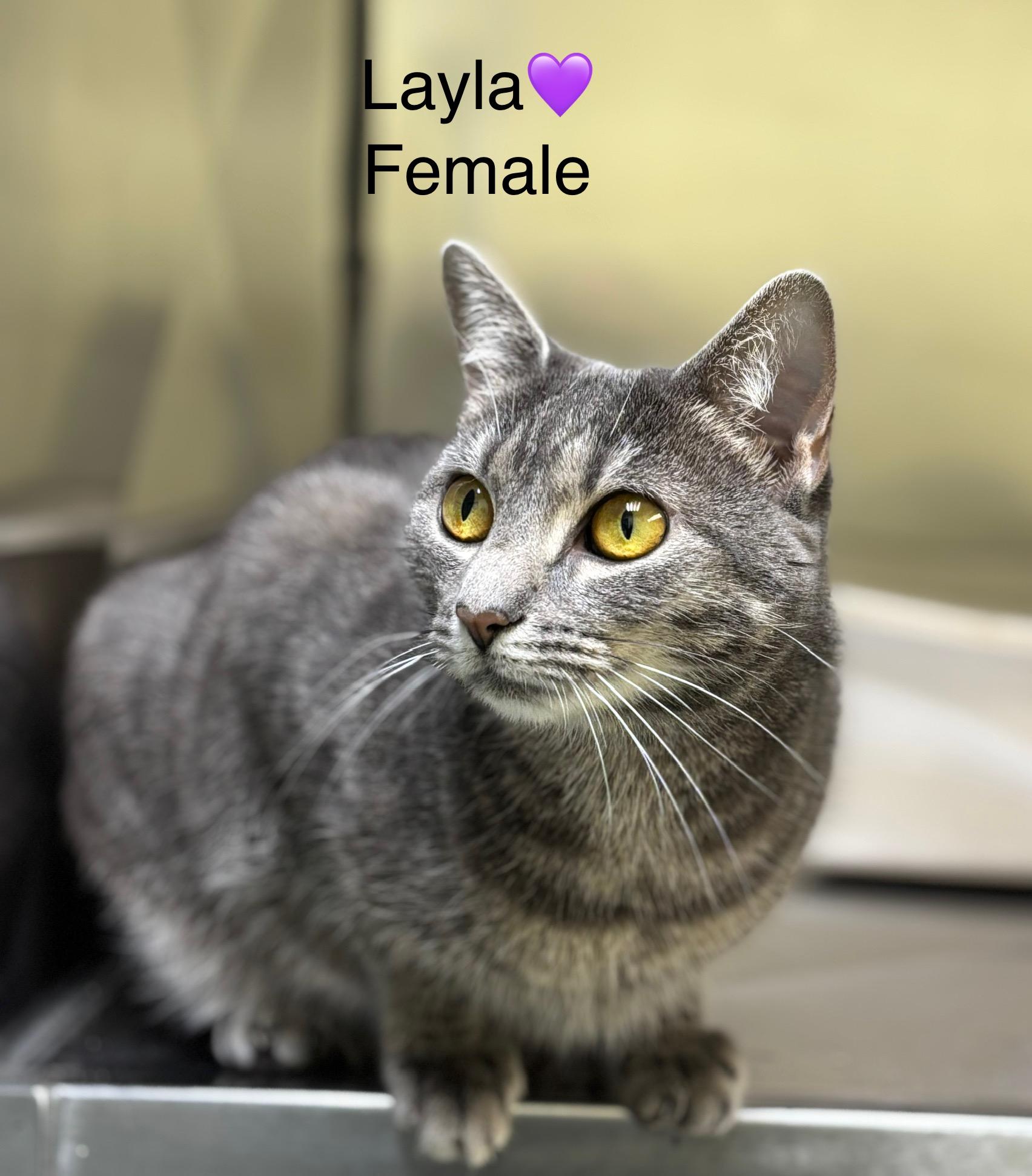 Layla, a Adoptable mixed breed in Calais, ME image 1/2