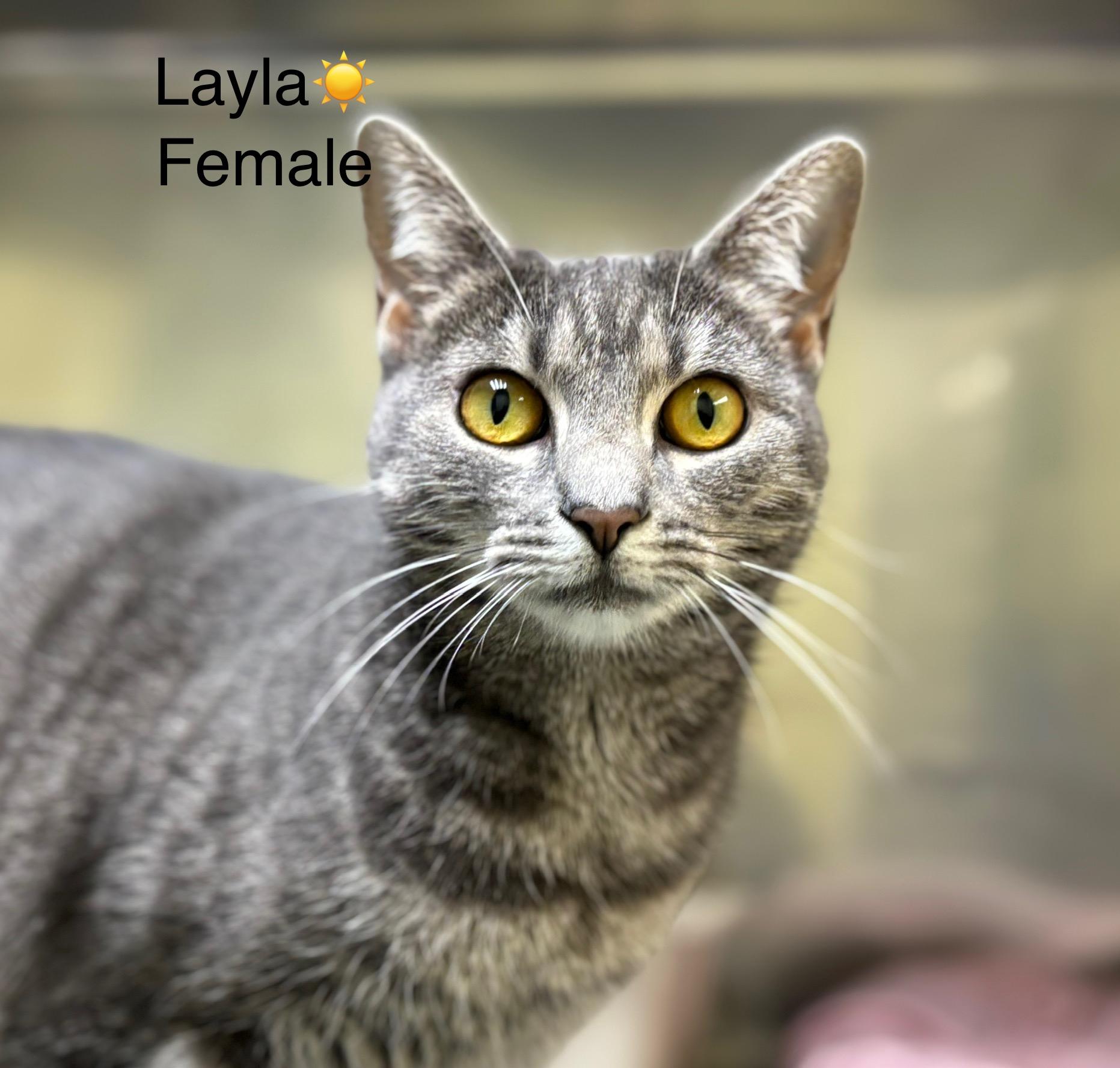 Layla, a Adoptable mixed breed in Calais, ME image 2/2