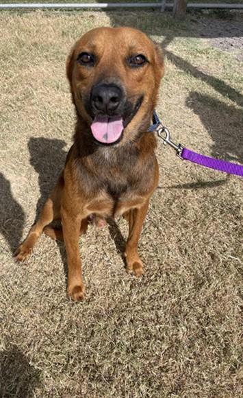 RAY DILLON, Adoptable, Young Male Rhodesian Ridgeback & Mixed Breed.