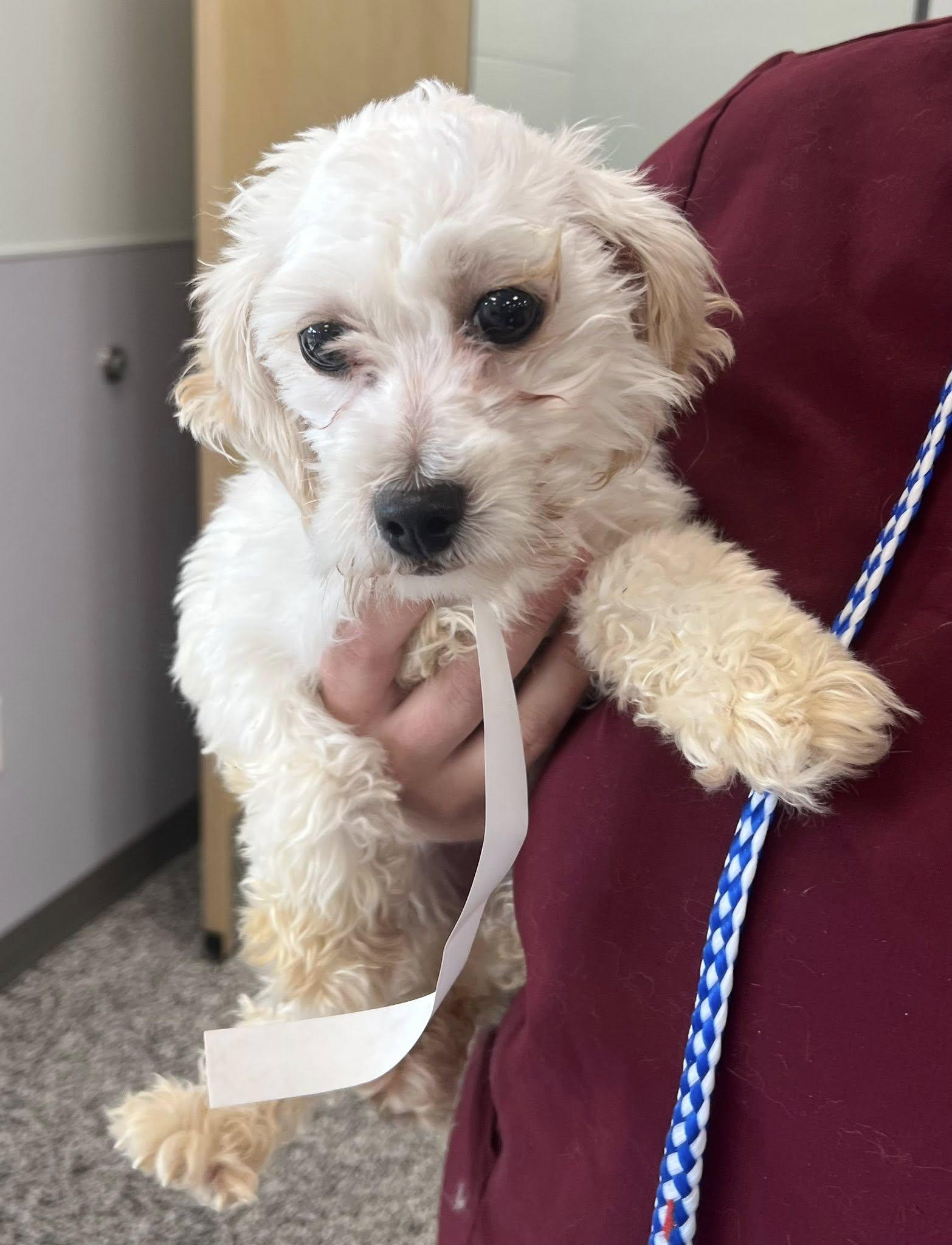 Enlarge Cookie, a Adoptable mixed breed in Middletown, NJ image 3/5