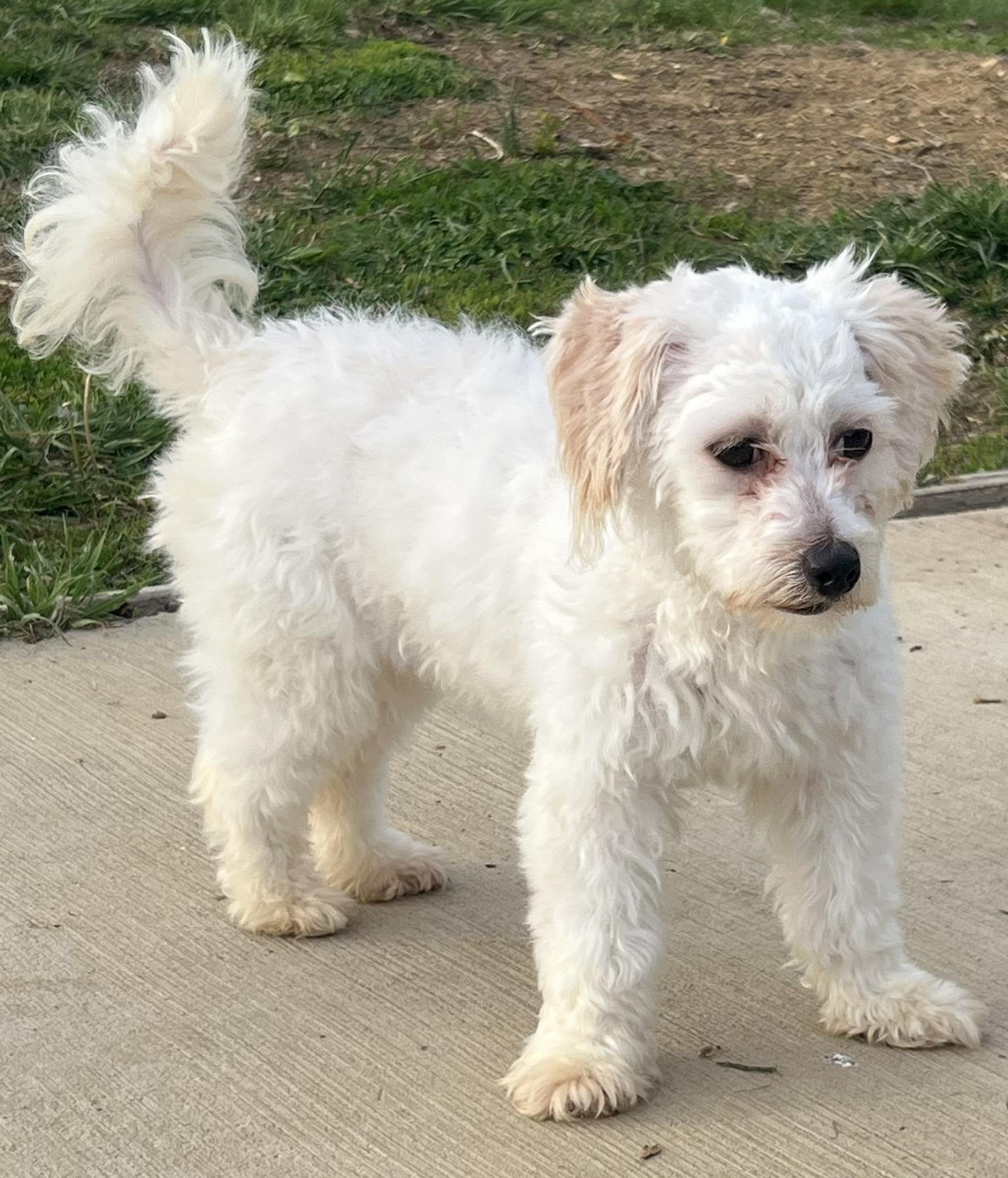 Cookie, Adoptable, Puppy Female Bichon Frise.