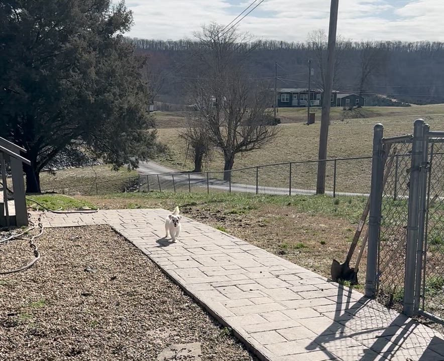 Enlarge Cookie, a Adoptable mixed breed in Middletown, NJ video 2/5
