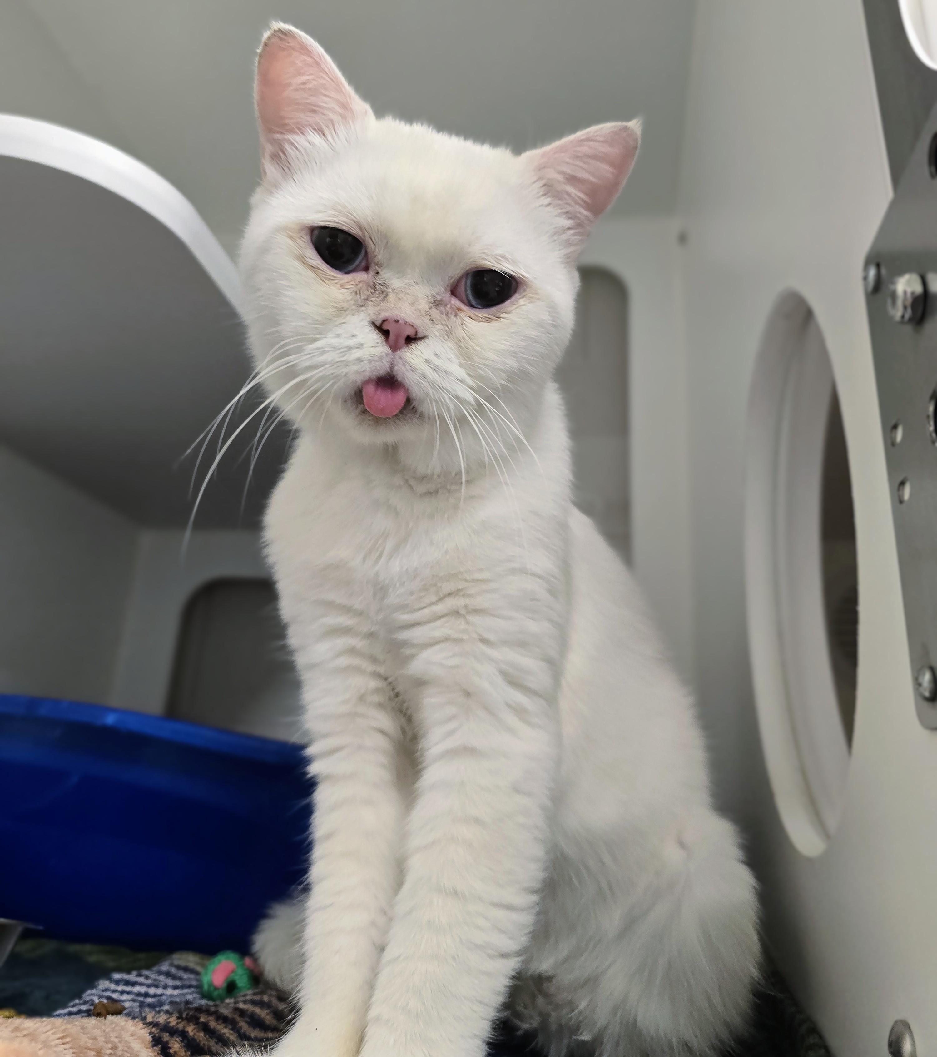 Enlarge 6-428 Q-tip, a Adopted mixed breed in Amityville, NY image 2/4