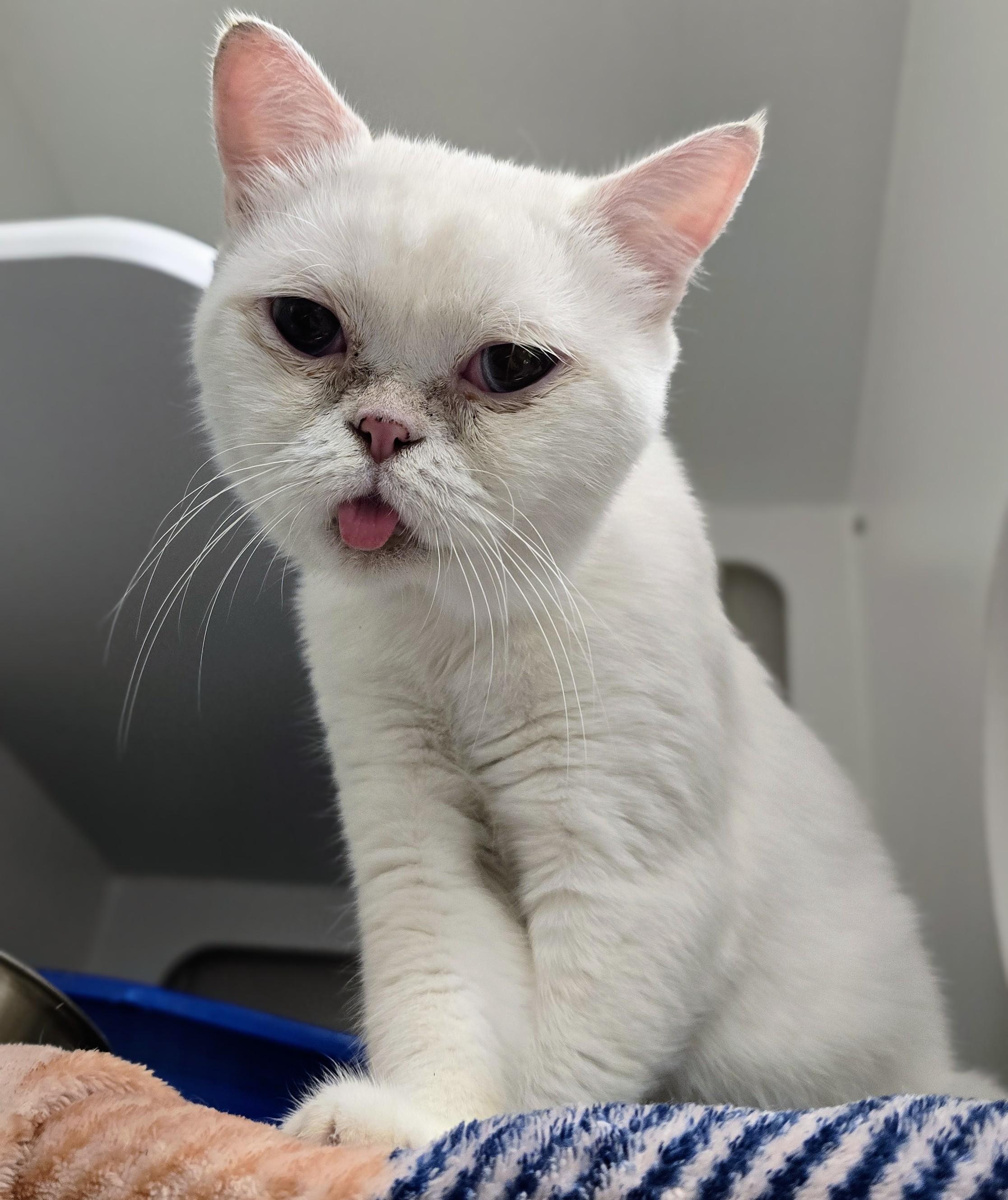 6-428 Q-tip, Adopted, Adult Male British Shorthair.