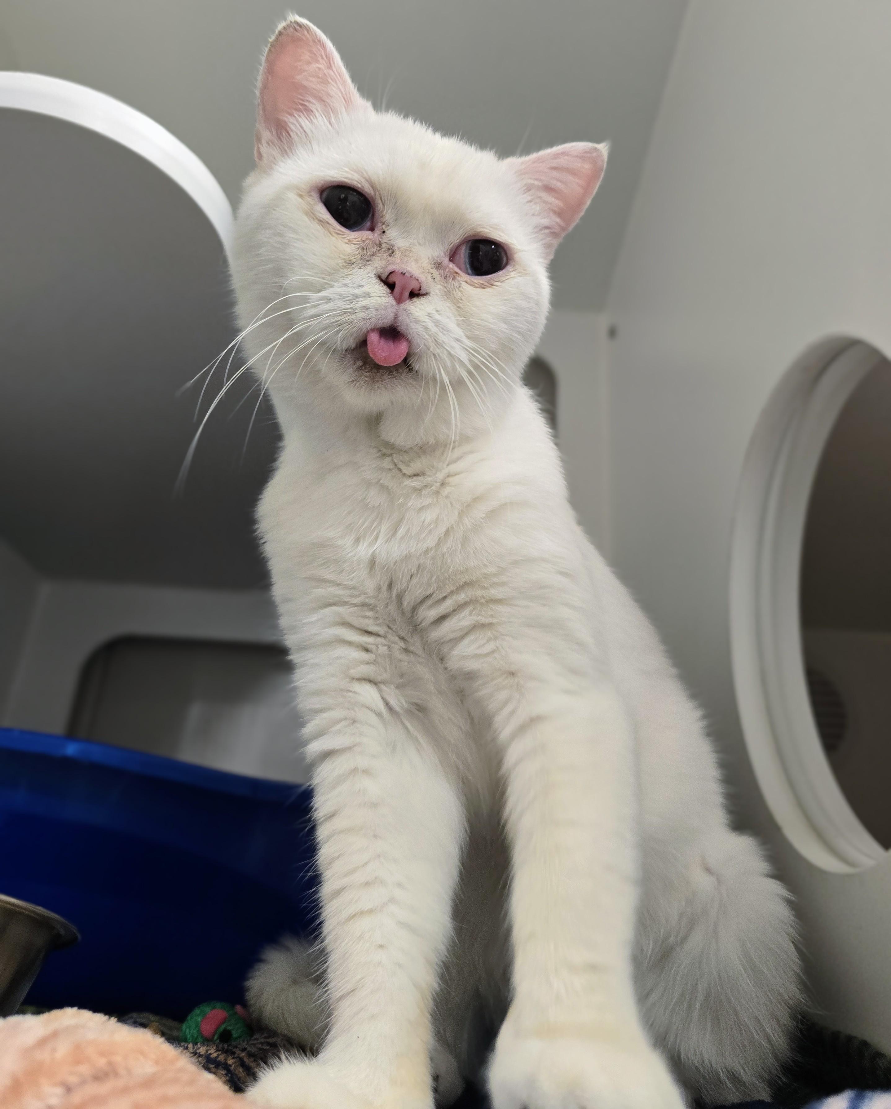 Enlarge 6-428 Q-tip, a Adopted mixed breed in Amityville, NY image 4/4