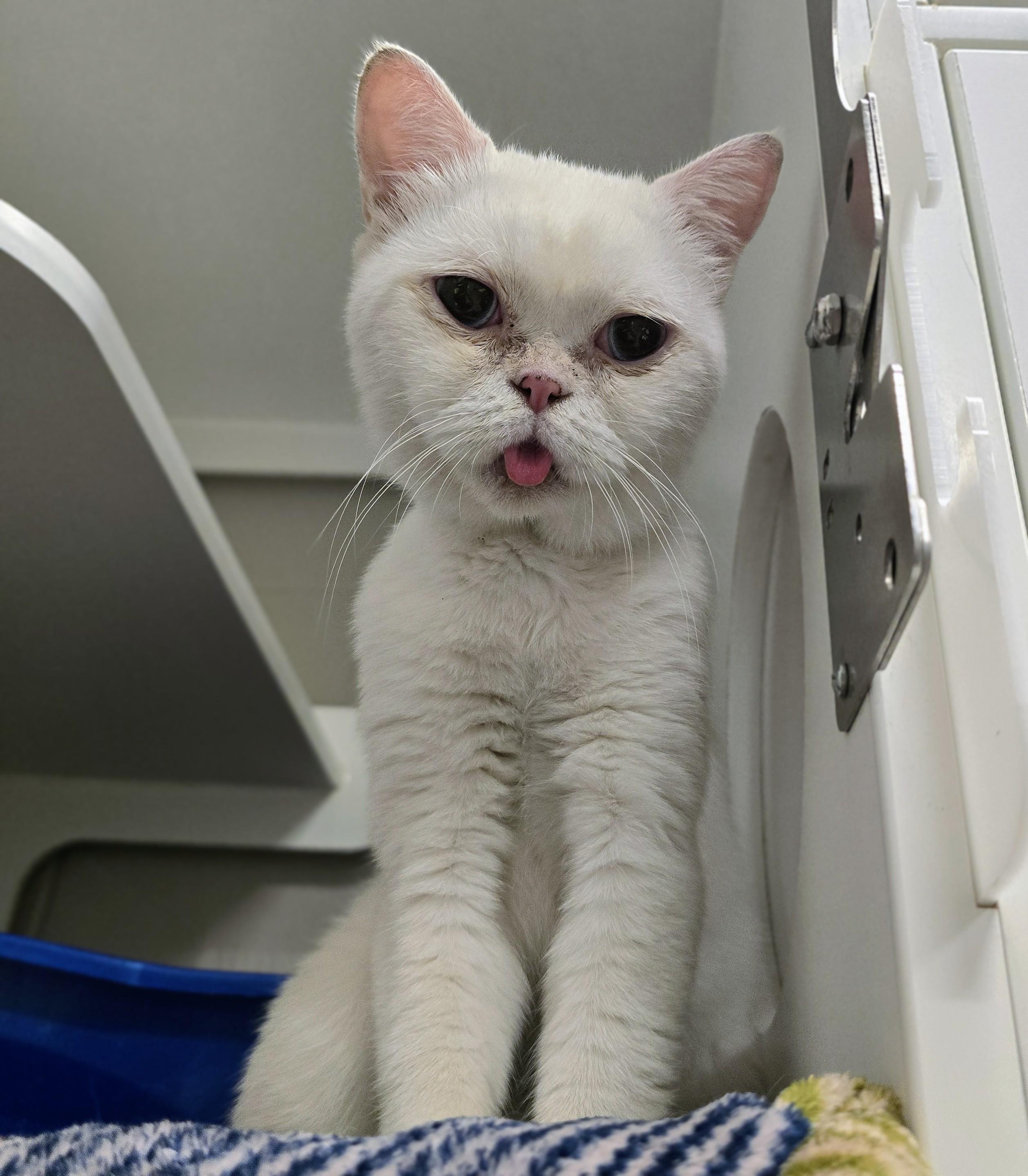 Enlarge 6-428 Q-tip, a Adopted mixed breed in Amityville, NY image 3/4
