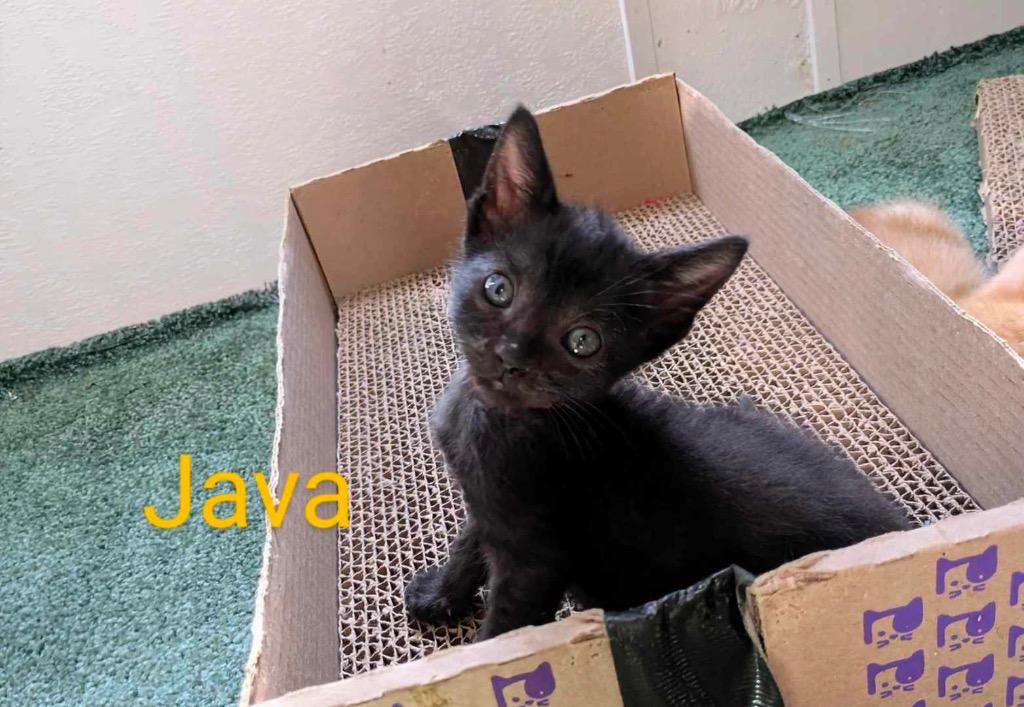 Enlarge Java, a Adoptable mixed breed in Tampa, FL image 1/1