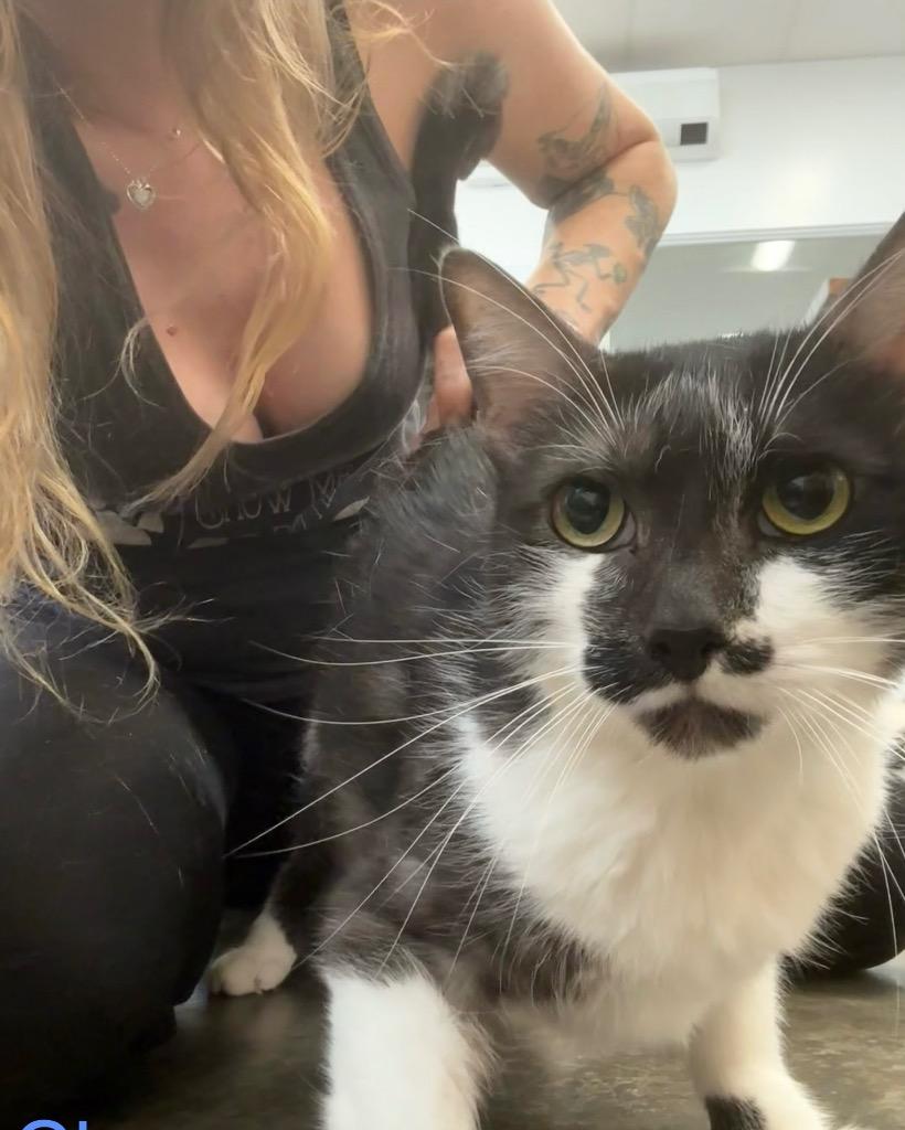 Chance, Adoptable, Adult Male Domestic Short Hair.