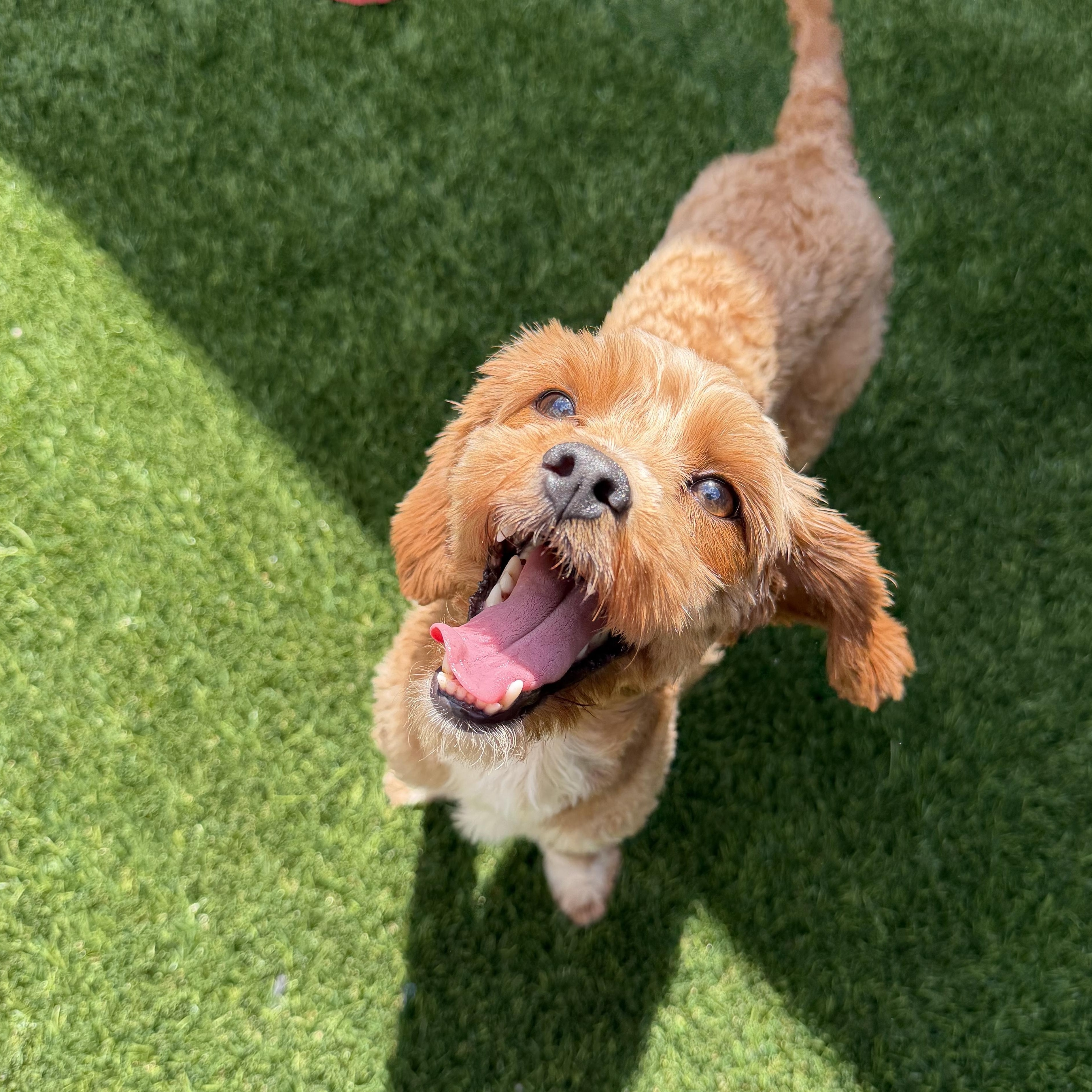 Enlarge Dulce, an adopted mixed breed in Newark, NJ image 2/4