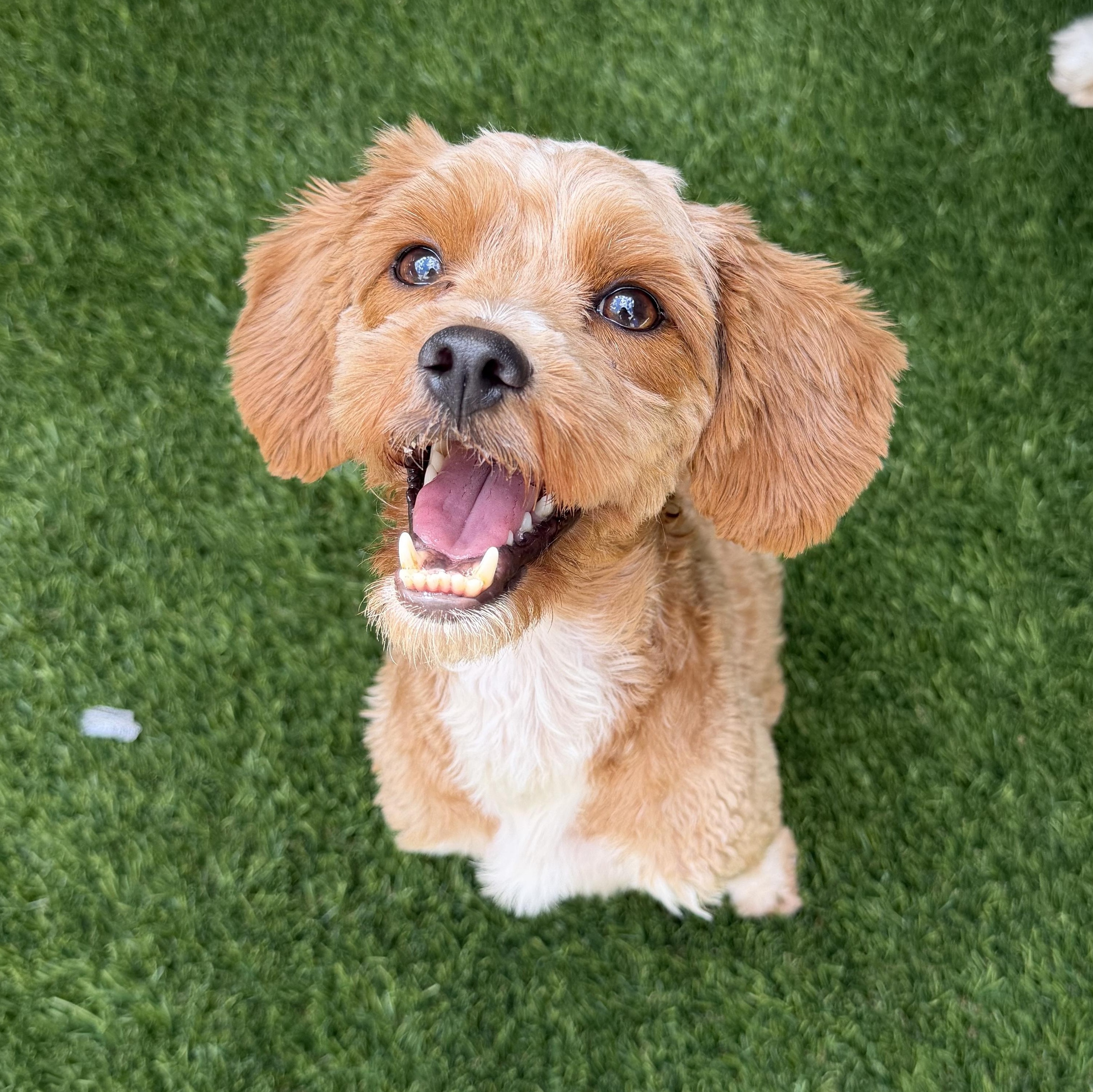 Dulce, adopted, Adult Female Goldendoodle & Miniature Poodle.