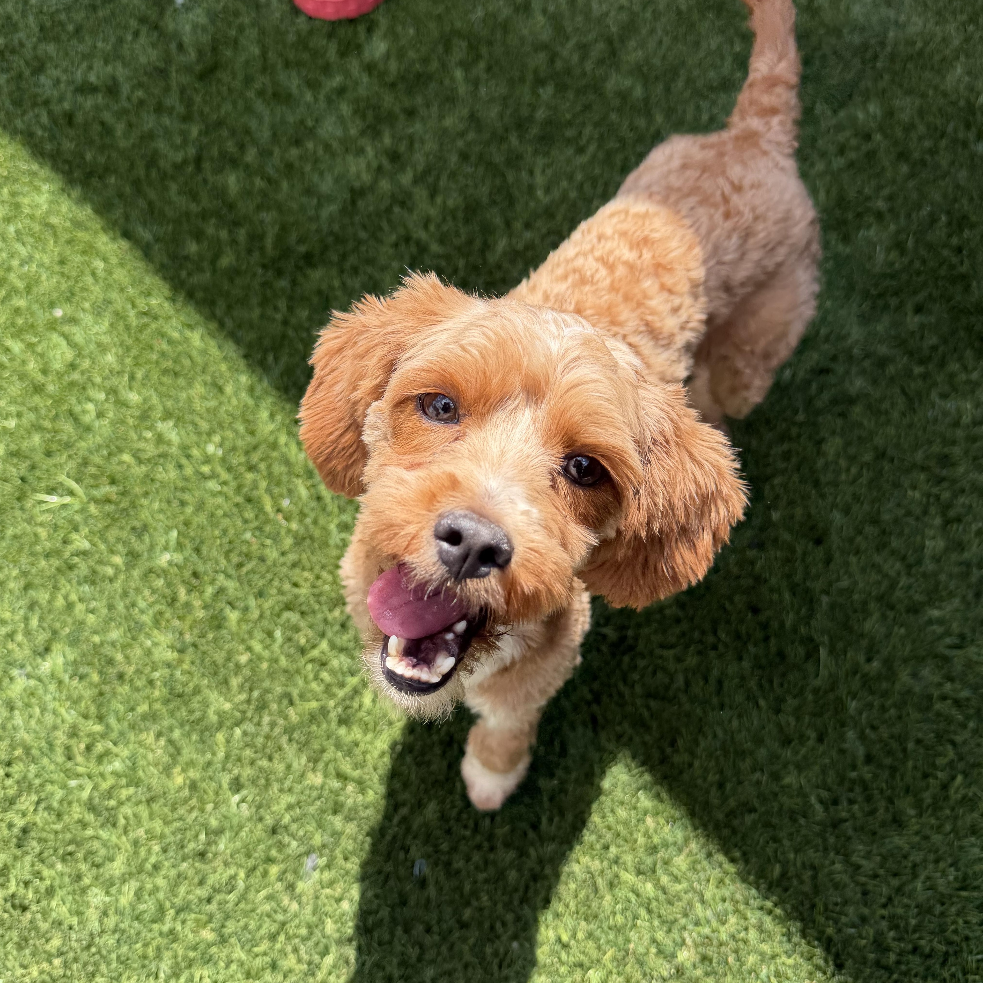 Enlarge Dulce, an adopted mixed breed in Newark, NJ image 4/4