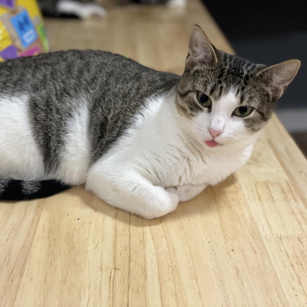 Darla, Adoptable, Adult Female Domestic Short Hair.